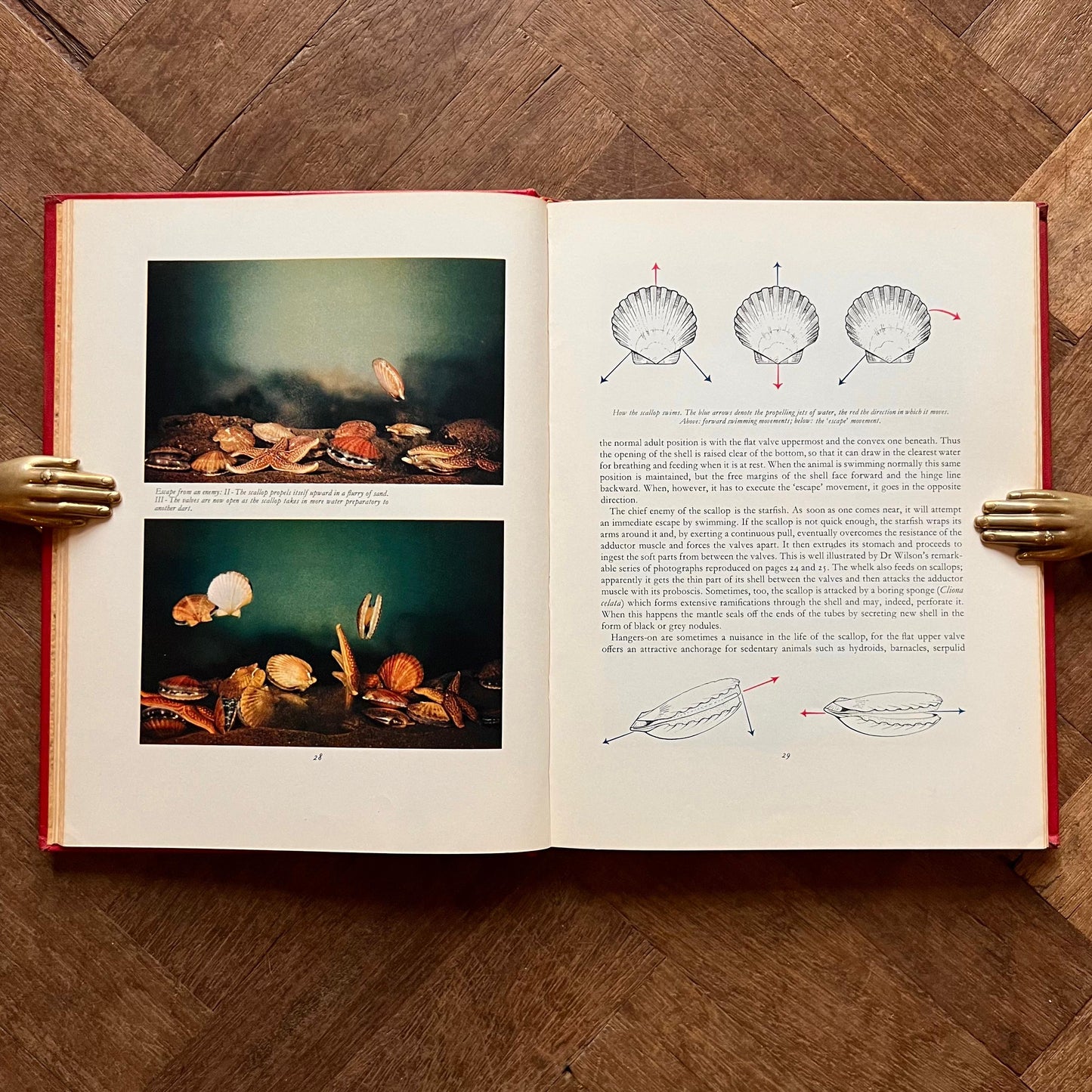 The Scallop: Studies of a Shell and its Influences on Humankind (1957 First Edition) – Ian Cox (ed.)