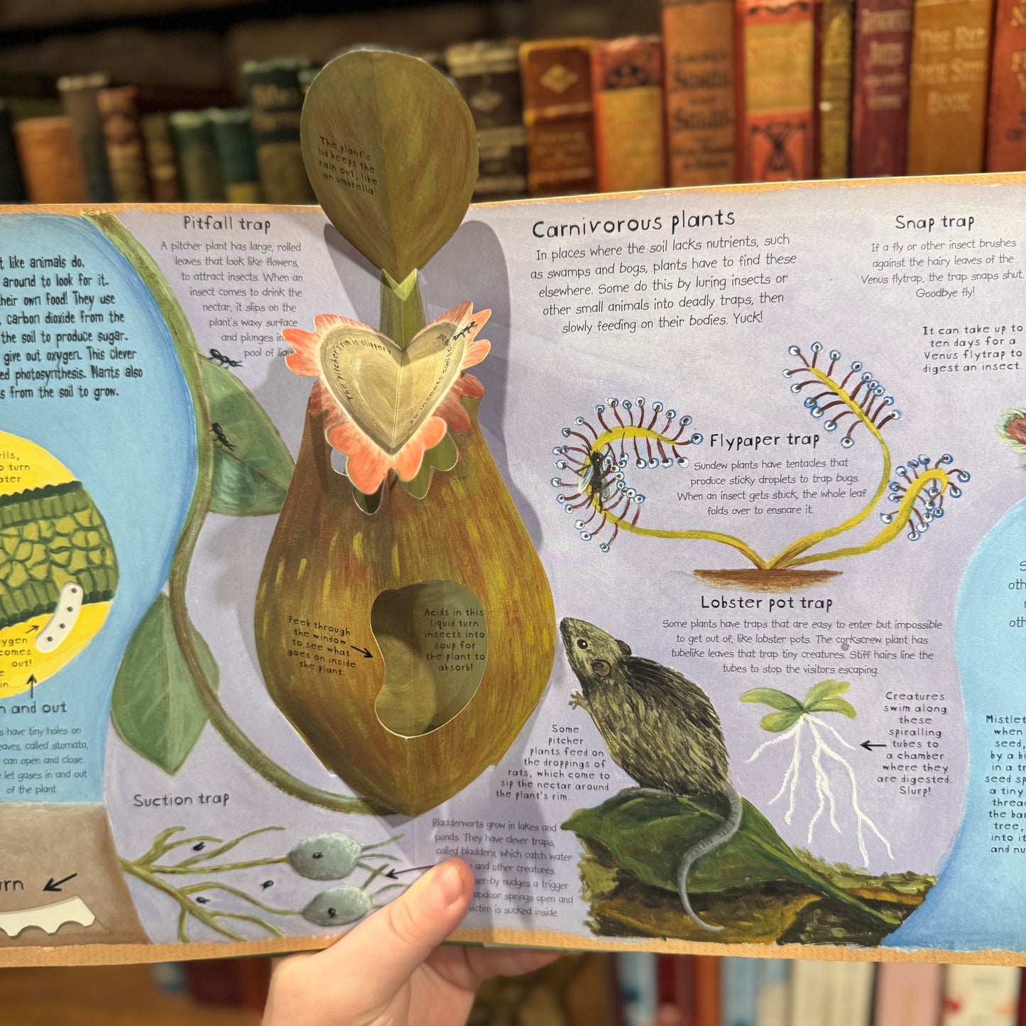 How Plants Work (as seen) – Christiane Dorion and Beverley Young