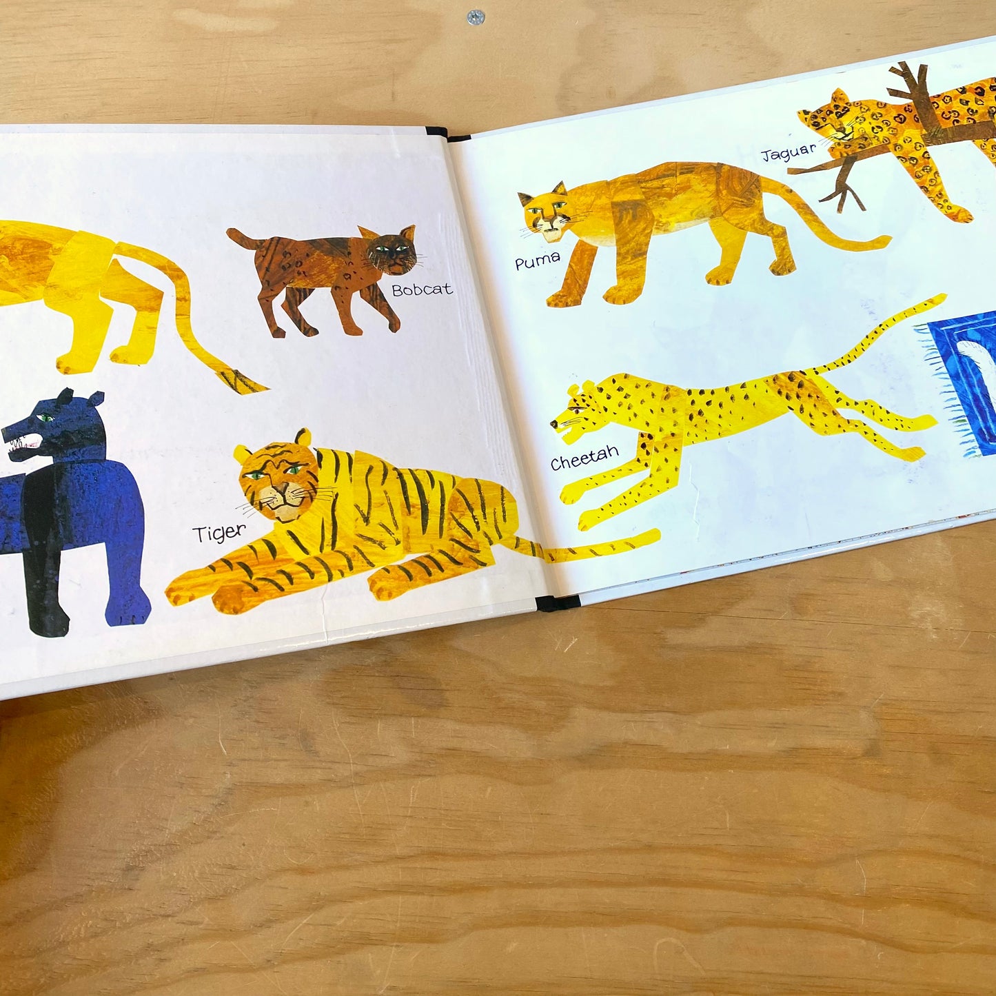 Have You Seen My Cat? / Eric Carle