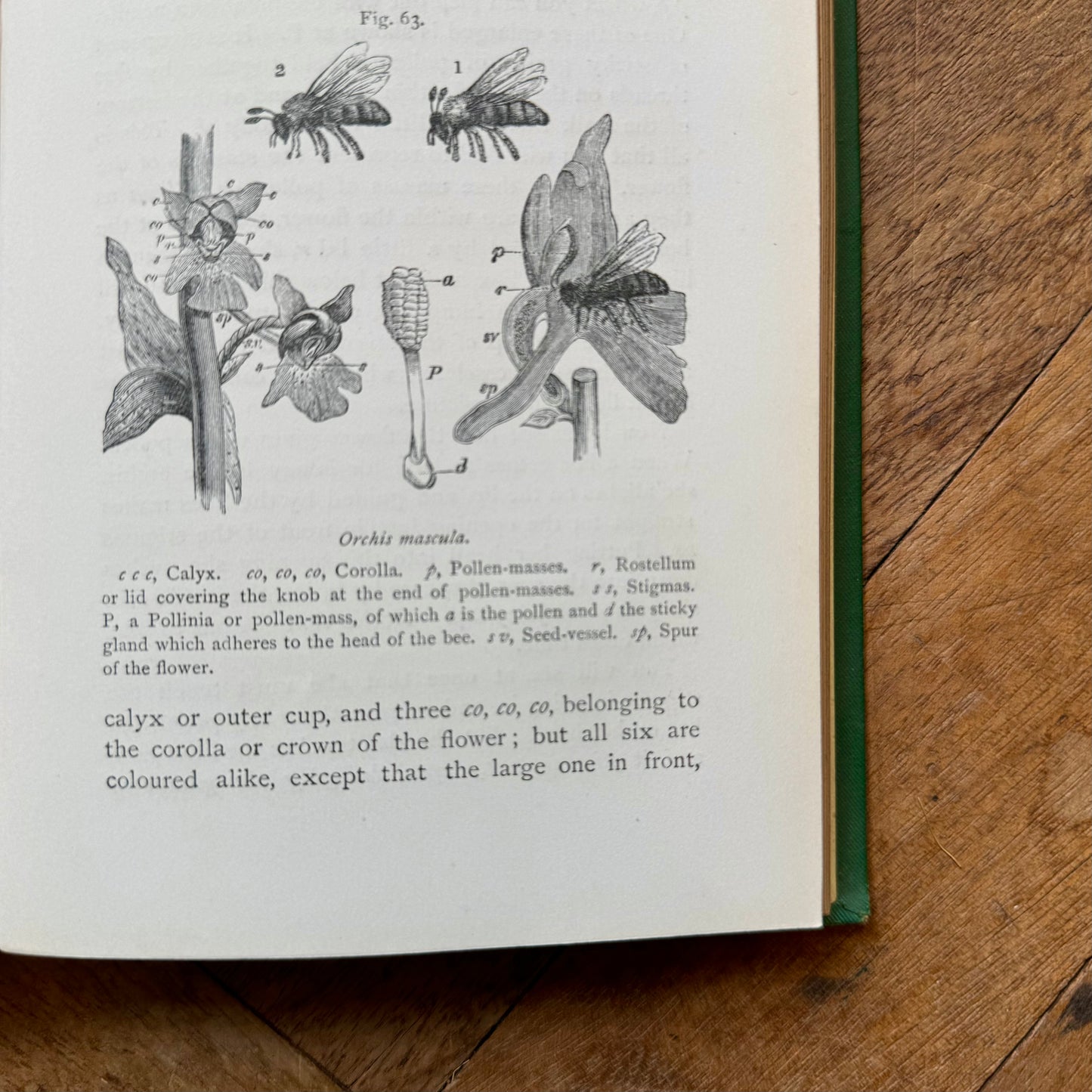 The Fairy-Land of Science (First Edition) – A.B. Buckley