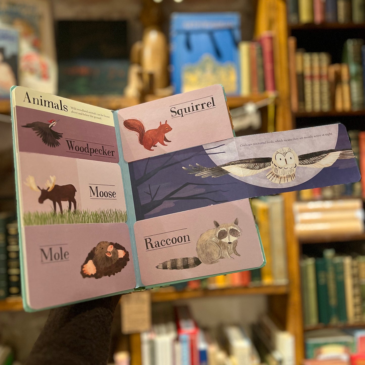 Lift-the-flap Nature: Hidden World Forest – Libby Walden, Stephanie Fizer Coleman