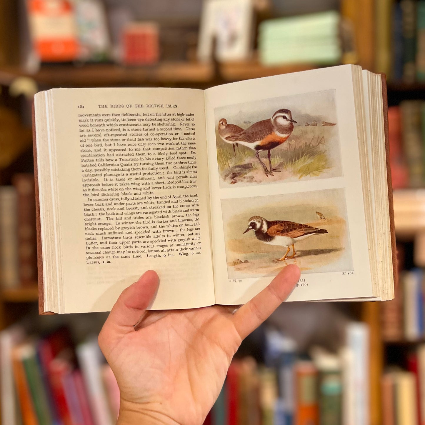 The Birds of the British Isles and Their Eggs – T.A. Coward