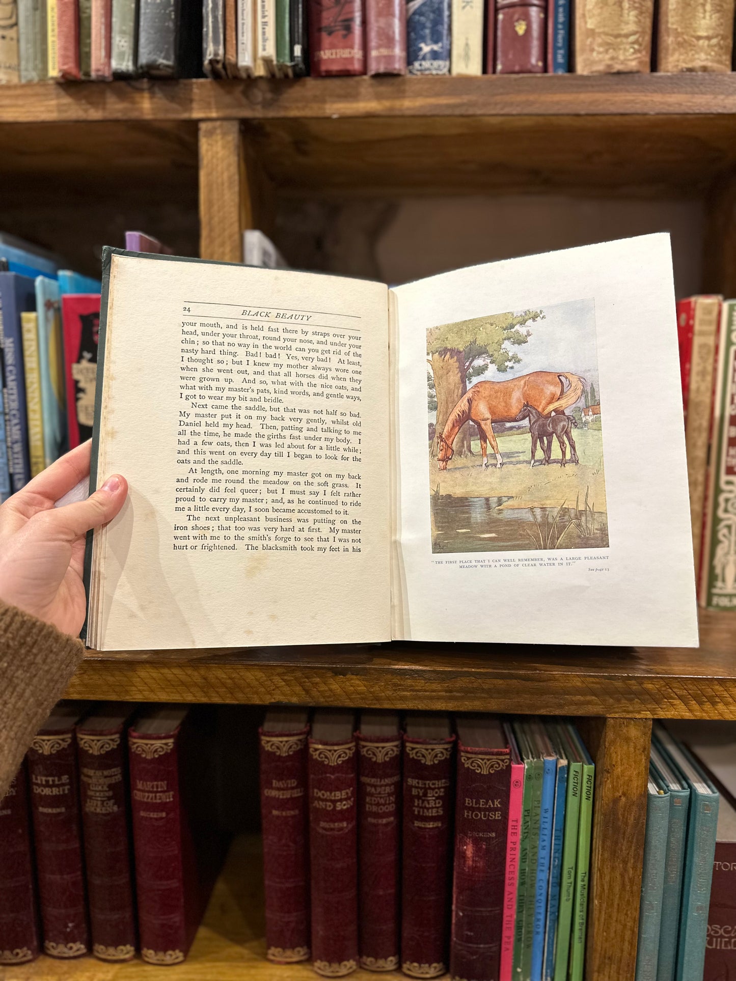 Black Beauty – Anna Sewell, Cecil Aldin