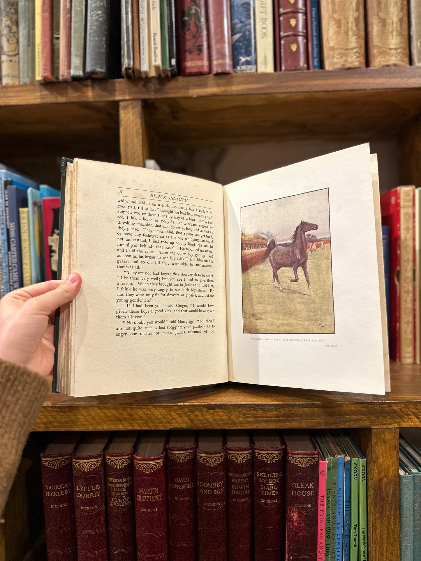 Black Beauty – Anna Sewell, Cecil Aldin