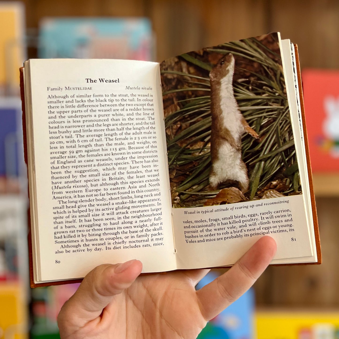 The Observer's Book of Wild Animals of the British Isles – Maurice Burton