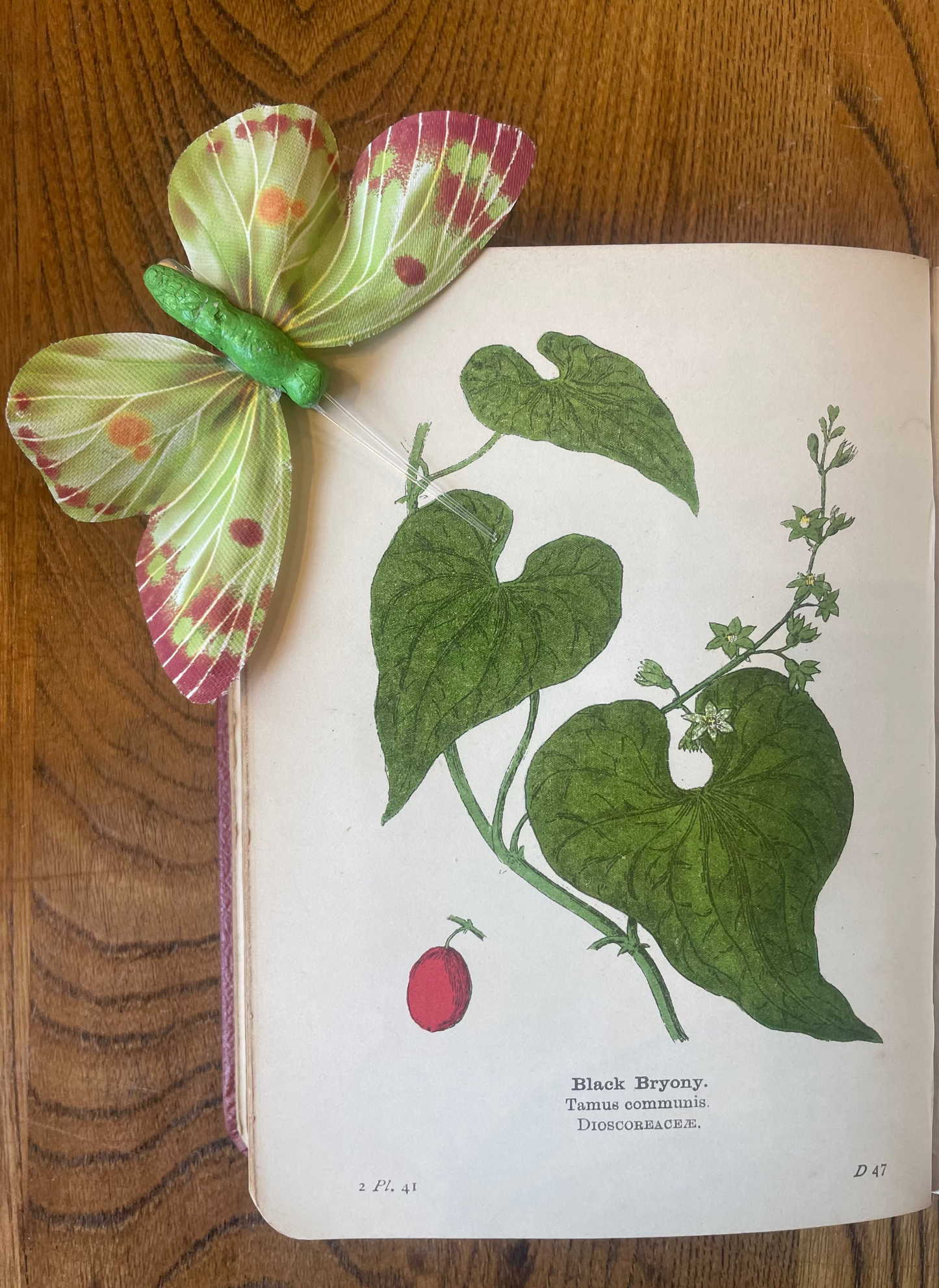 Wayside and Woodland Blossoms: A Pocket Guide to British Wild - Flowers – Edward Step