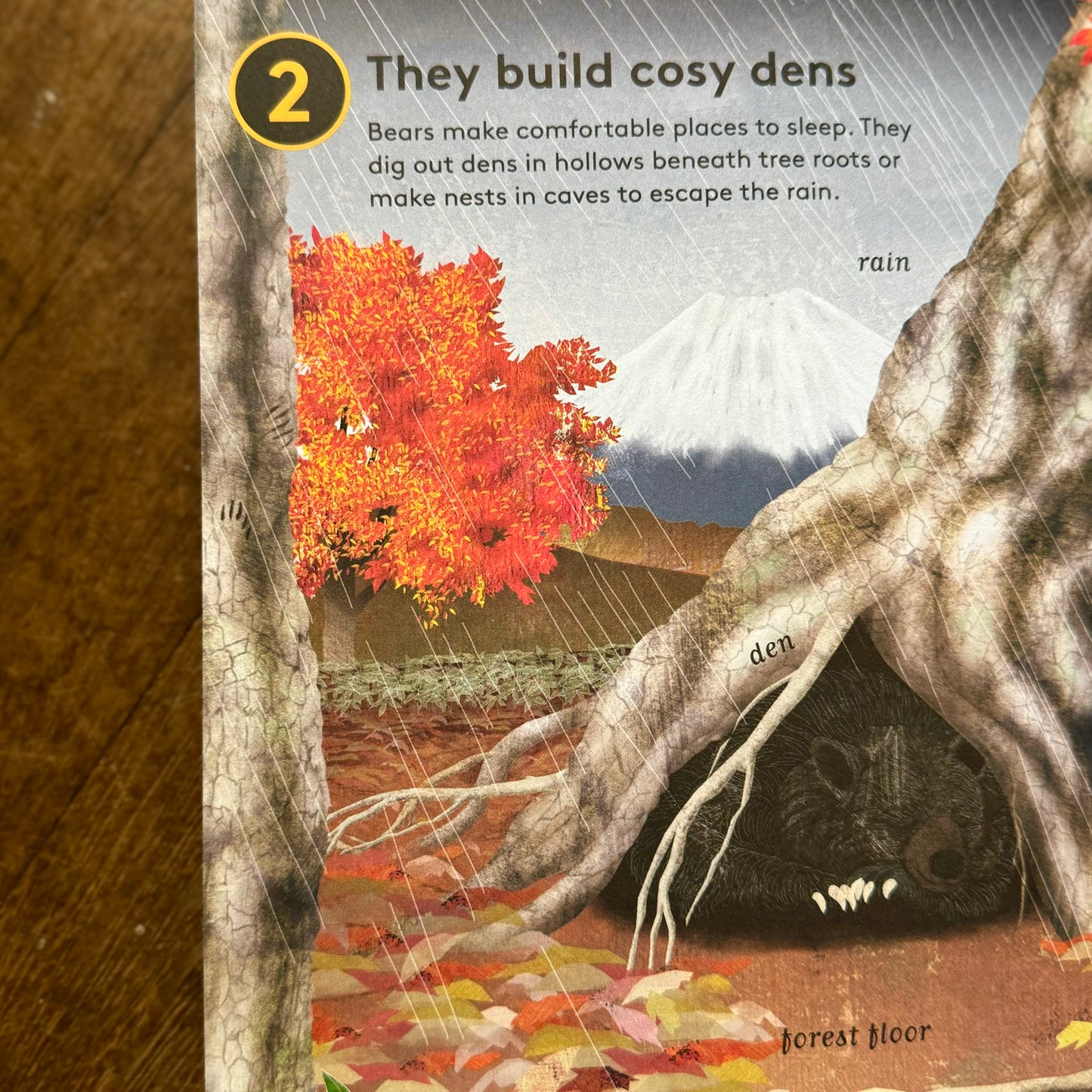 10 Reasons to Love a Bear – Catherine Barr and Hanako Clulow