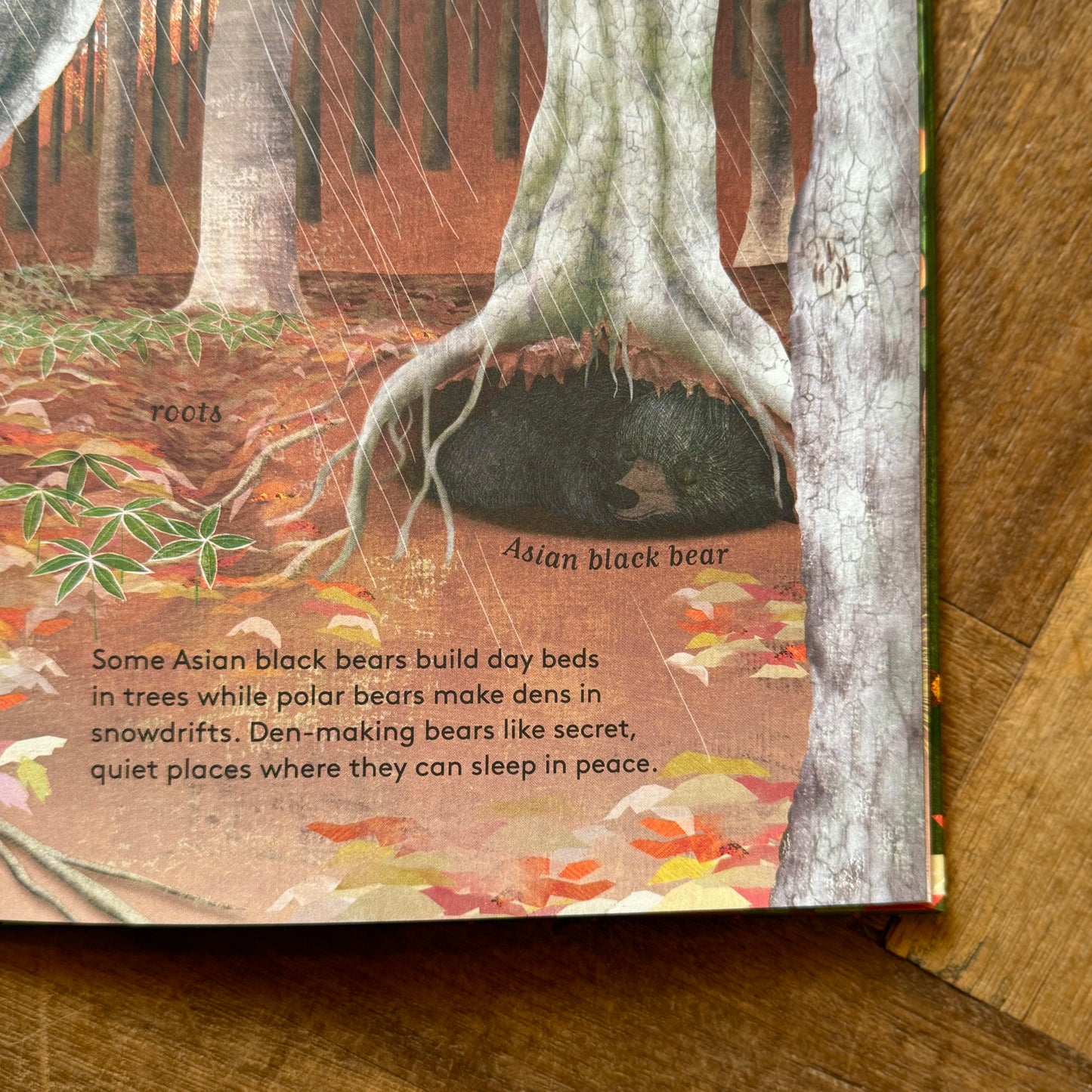 10 Reasons to Love a Bear – Catherine Barr and Hanako Clulow
