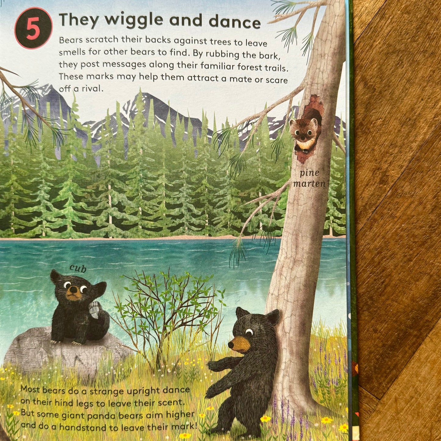 10 Reasons to Love a Bear – Catherine Barr and Hanako Clulow