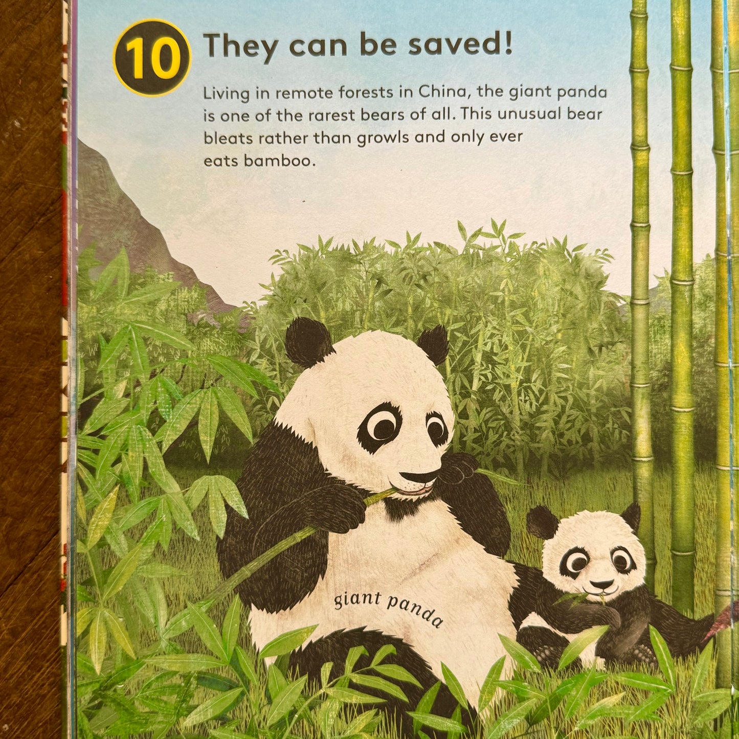 10 Reasons to Love a Bear – Catherine Barr and Hanako Clulow