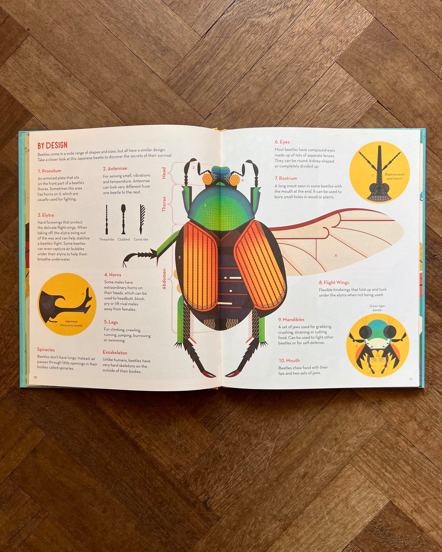 Bonkers About Beetles – Owen Davey