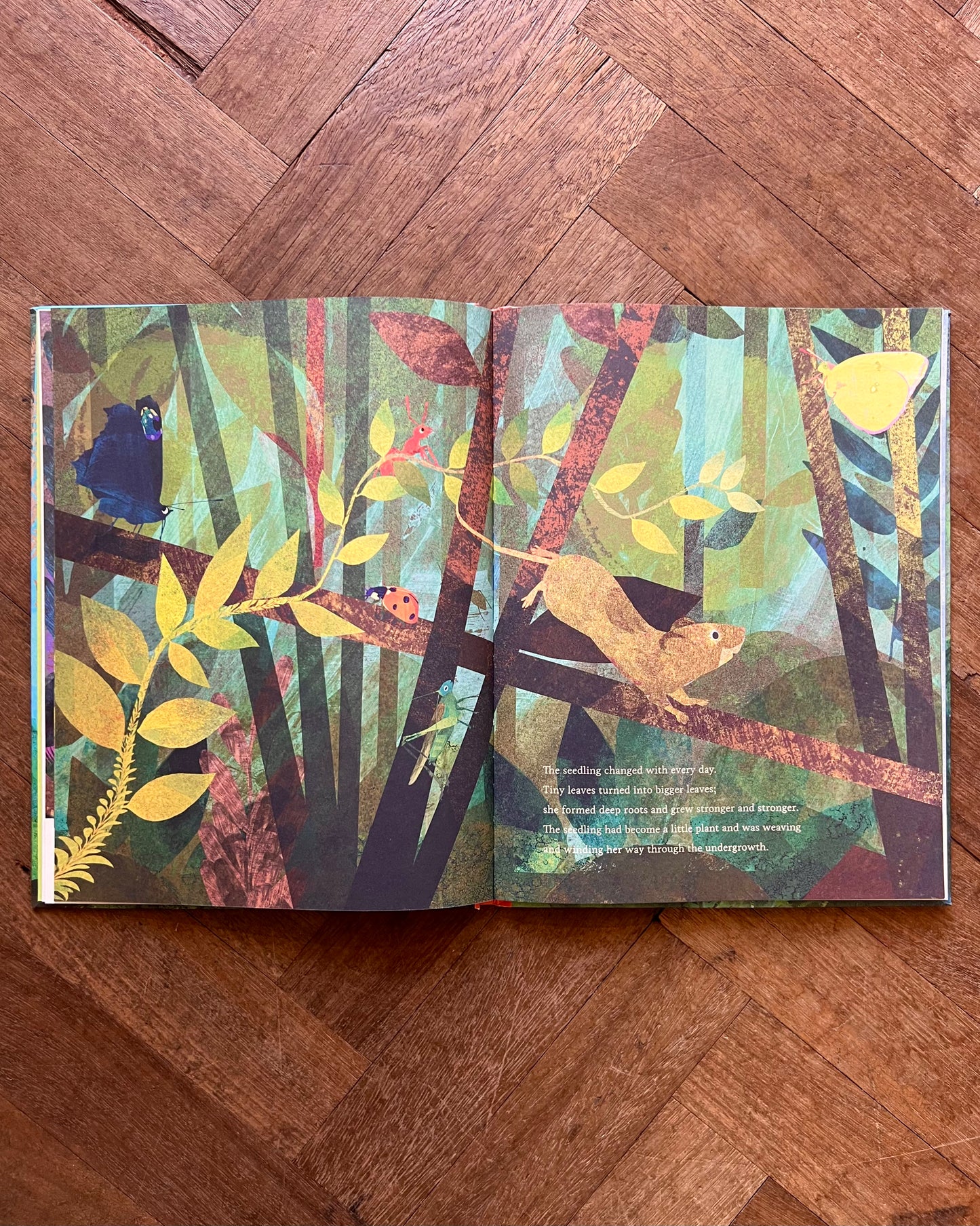 The Seedling That Didn't Want to Grow – Britta Teckentrup
