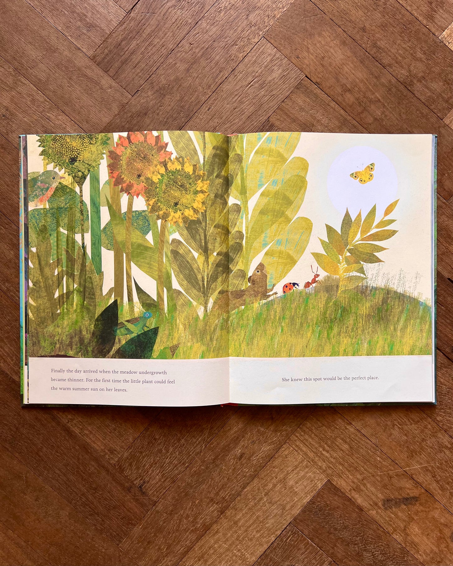 The Seedling That Didn't Want to Grow – Britta Teckentrup