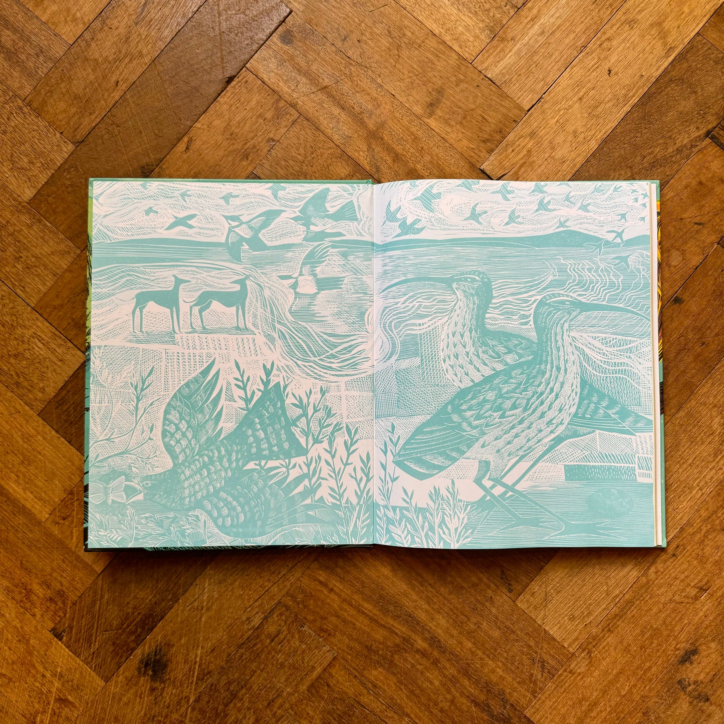 Birds: Explore Their Extraordinary World – Miranda Krestovnikoff and Angela Harding
