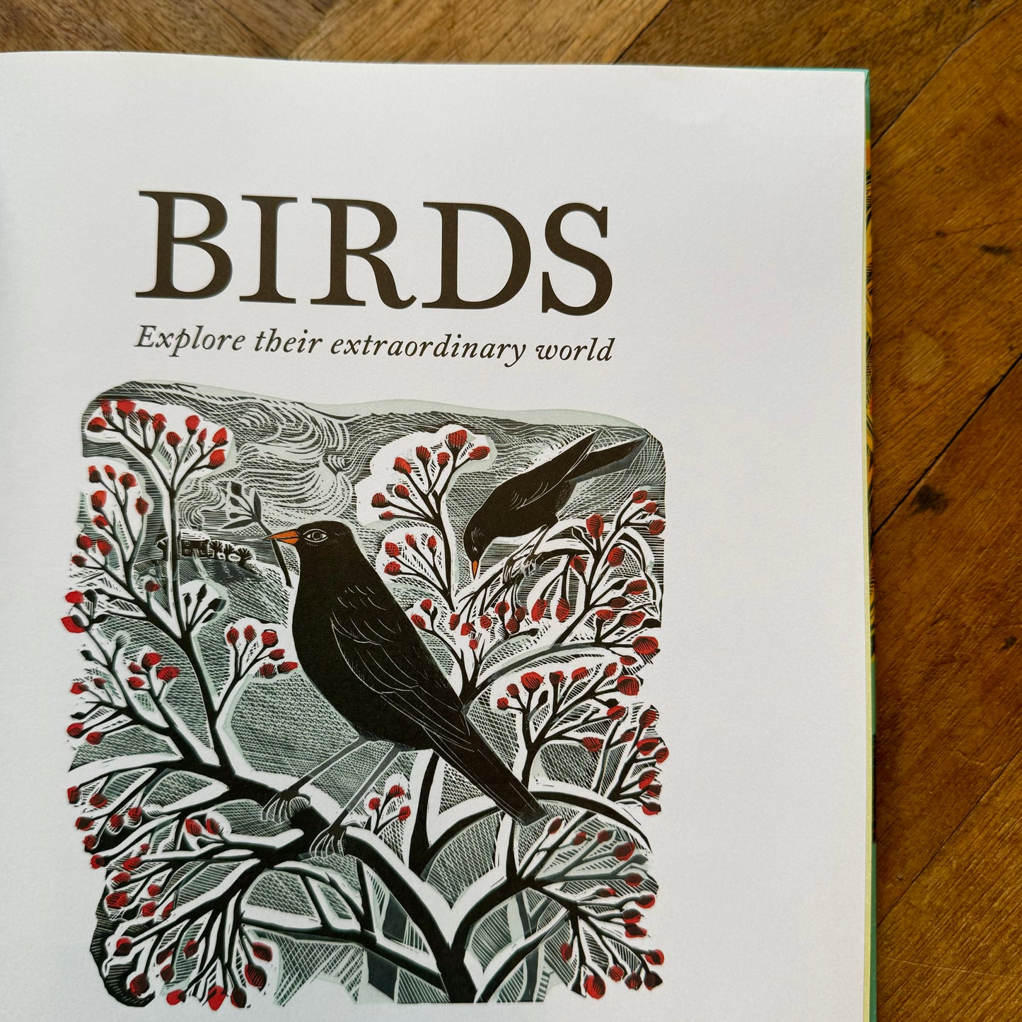 Birds: Explore Their Extraordinary World – Miranda Krestovnikoff and Angela Harding