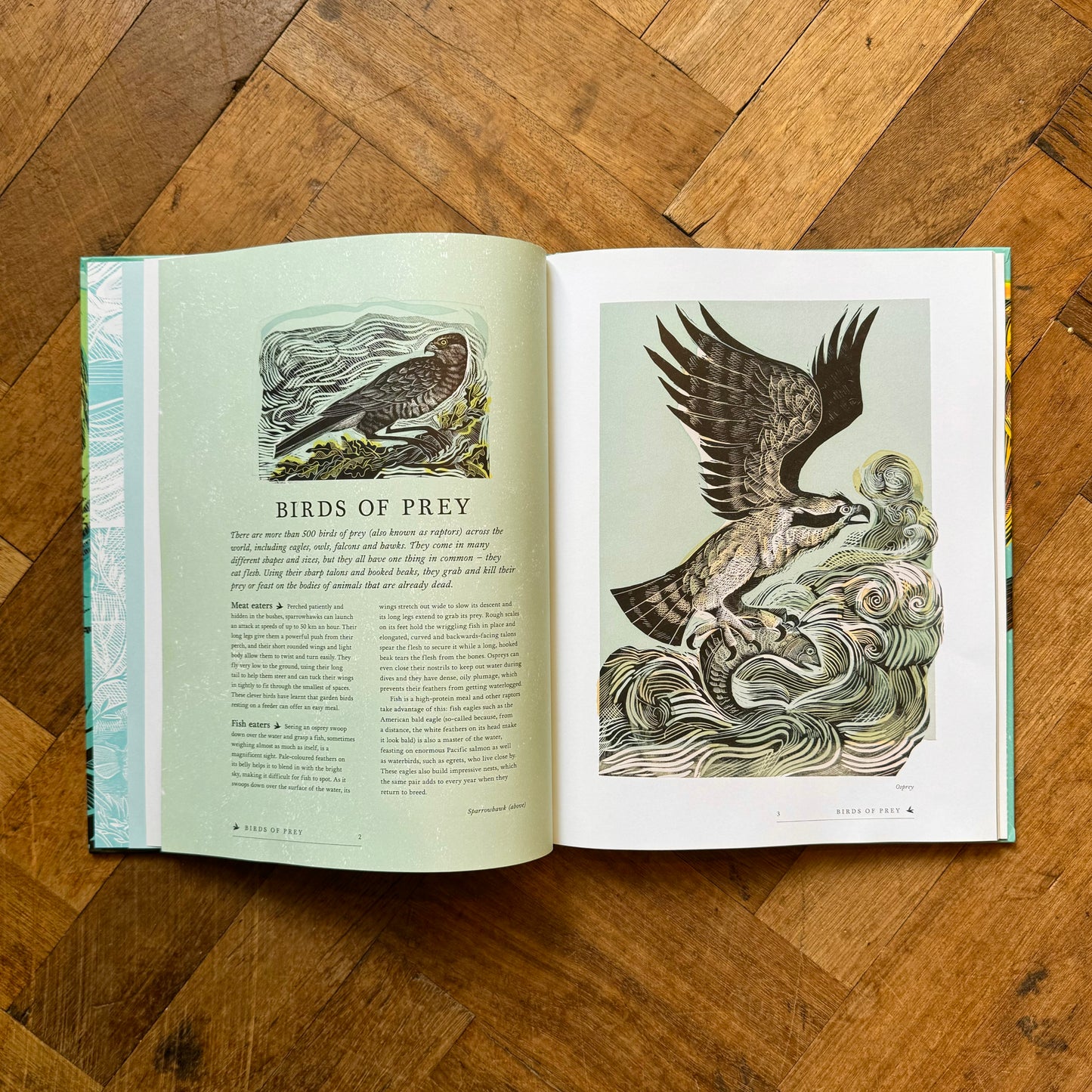Birds: Explore Their Extraordinary World – Miranda Krestovnikoff and Angela Harding