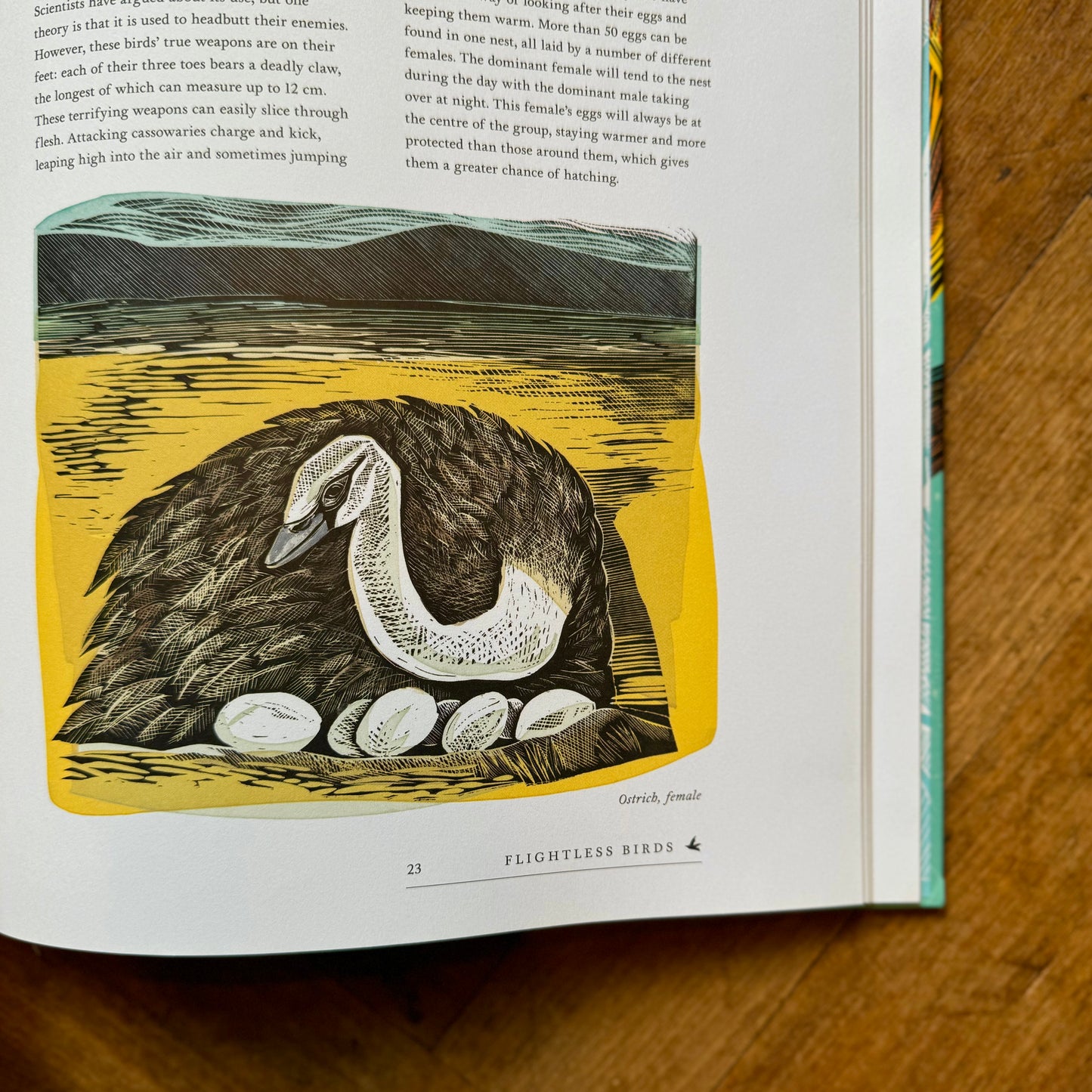 Birds: Explore Their Extraordinary World – Miranda Krestovnikoff and Angela Harding