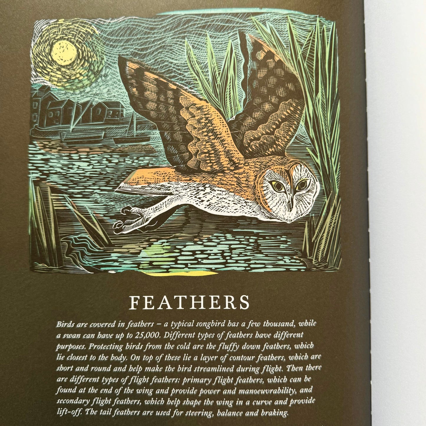 Birds: Explore Their Extraordinary World – Miranda Krestovnikoff and Angela Harding