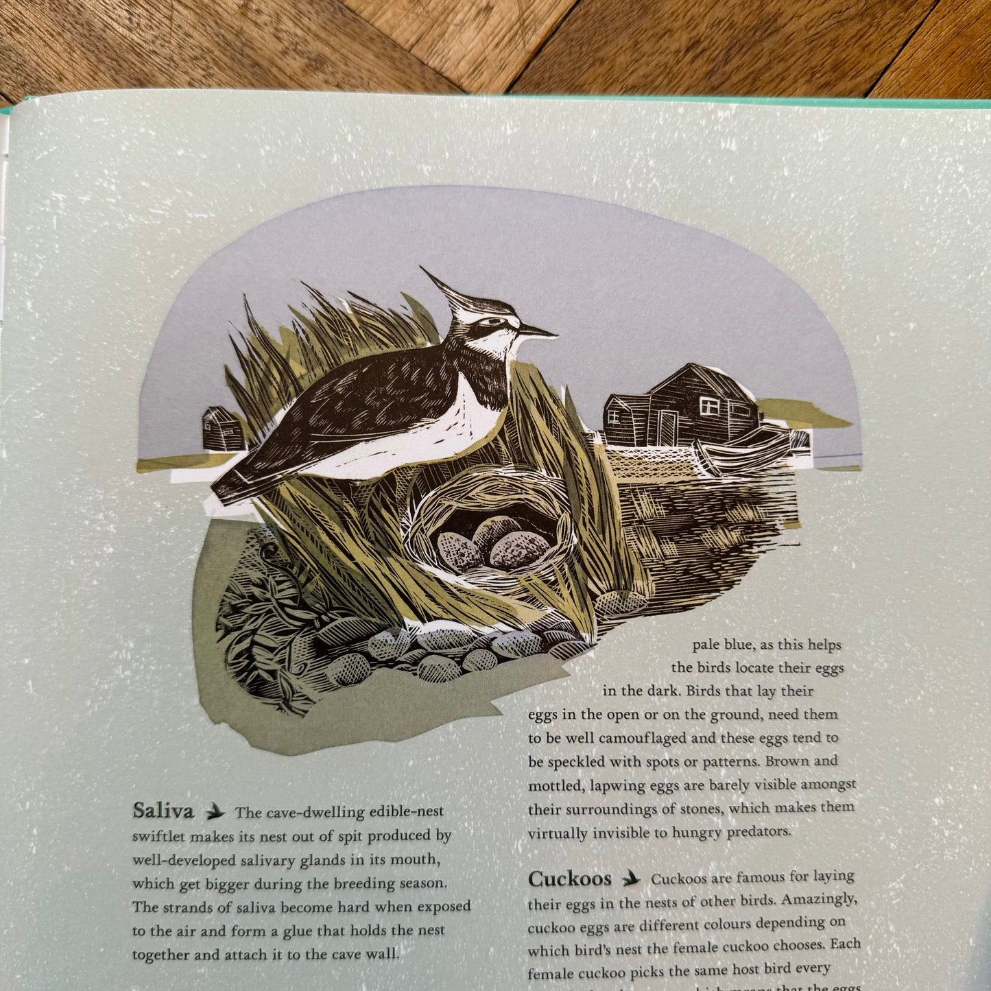 Birds: Explore Their Extraordinary World – Miranda Krestovnikoff and Angela Harding