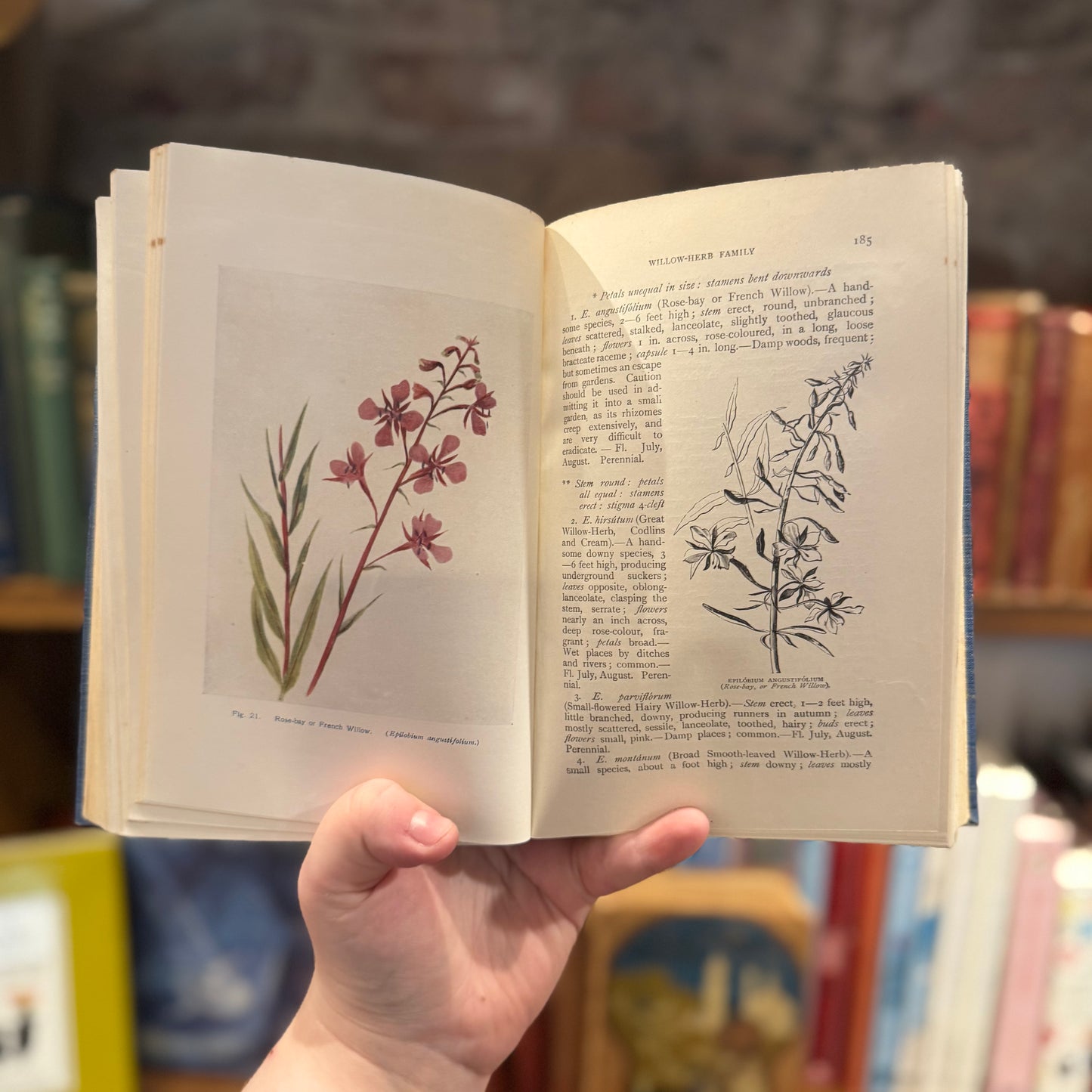 Flowers of the Field (1925) – C.A. Johns