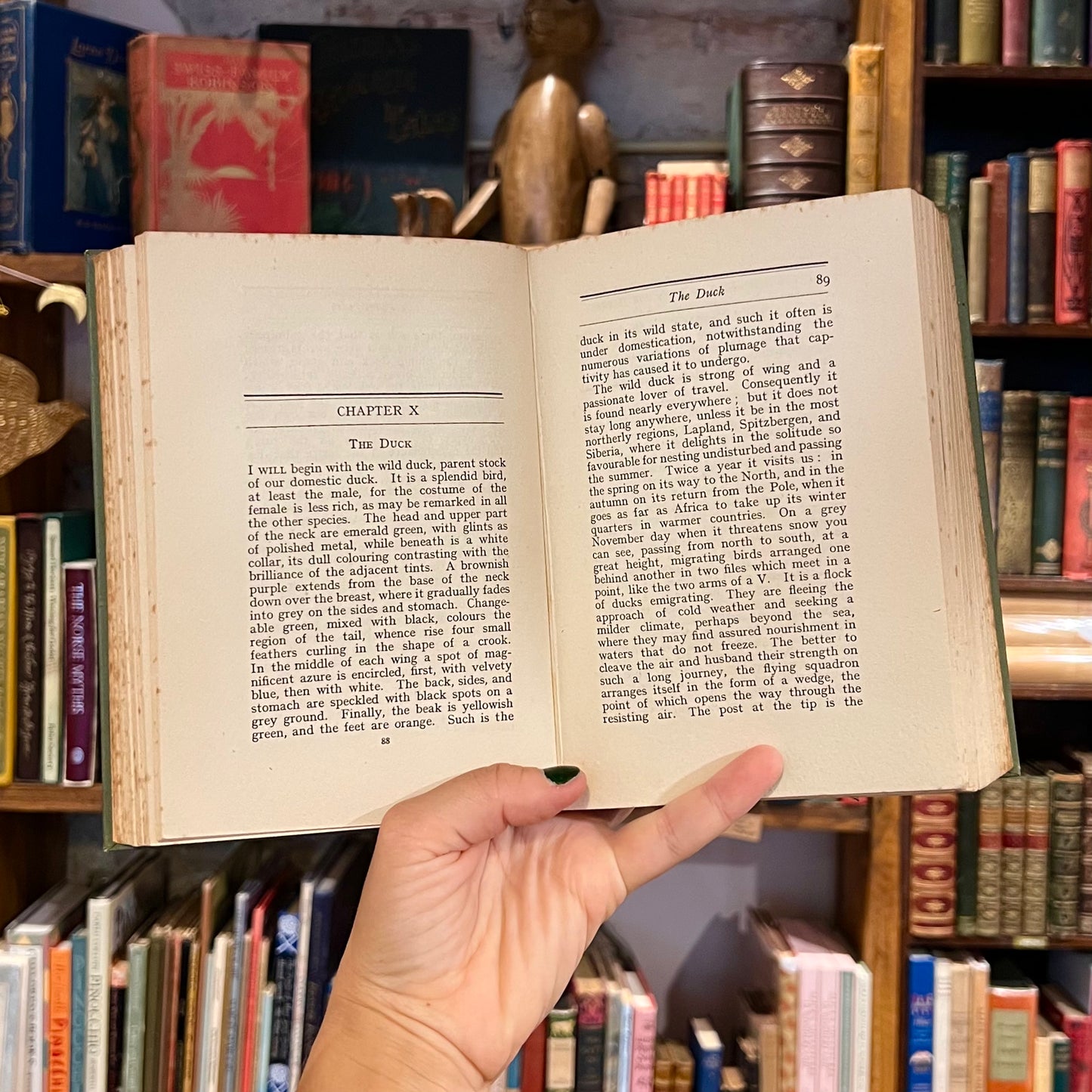 The Story Book of Birds & Beasts – J. H. Fabre