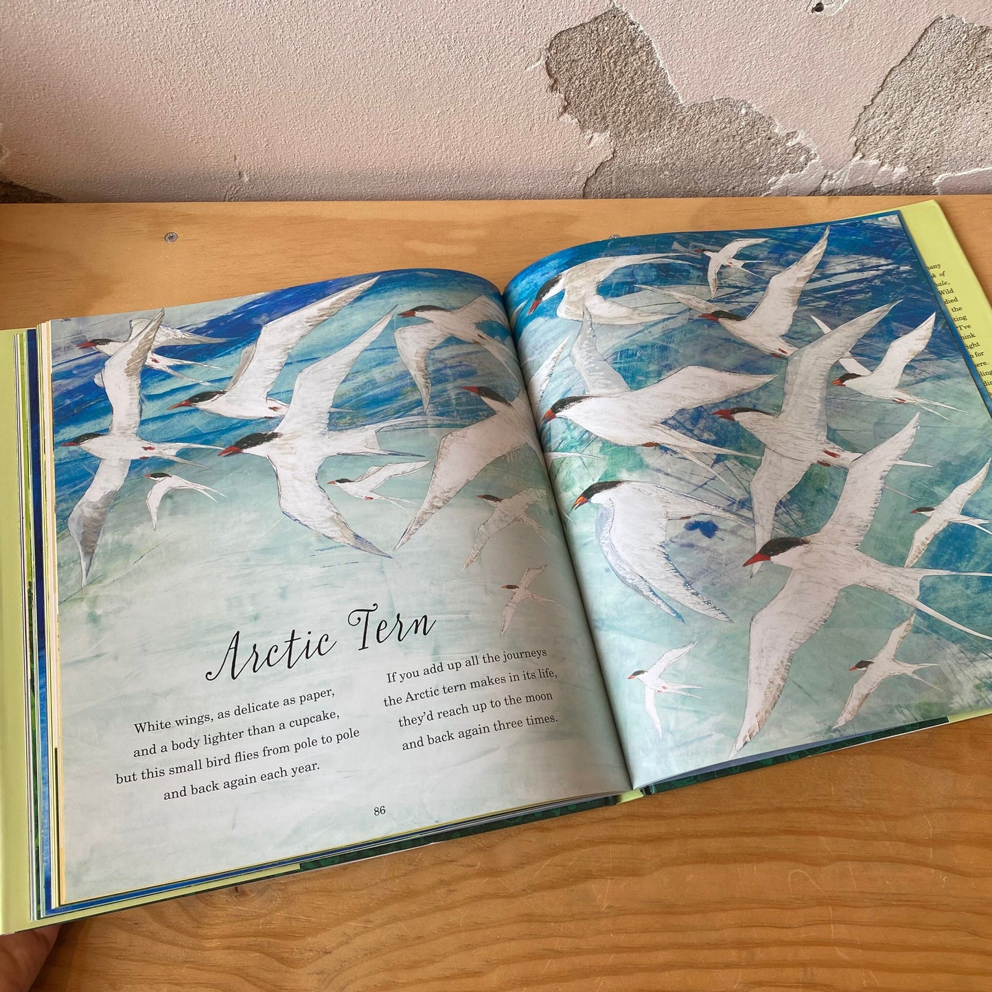 A First Book of Animals – Nicola Davies, Petr Horacek