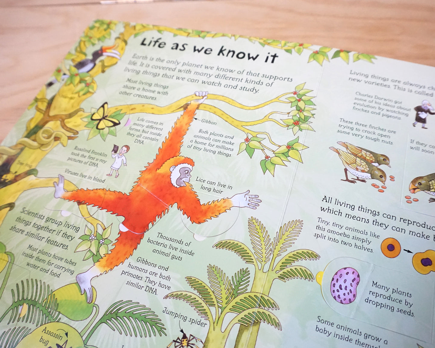 Usborne See Inside Science – Alex Frith, Colin King