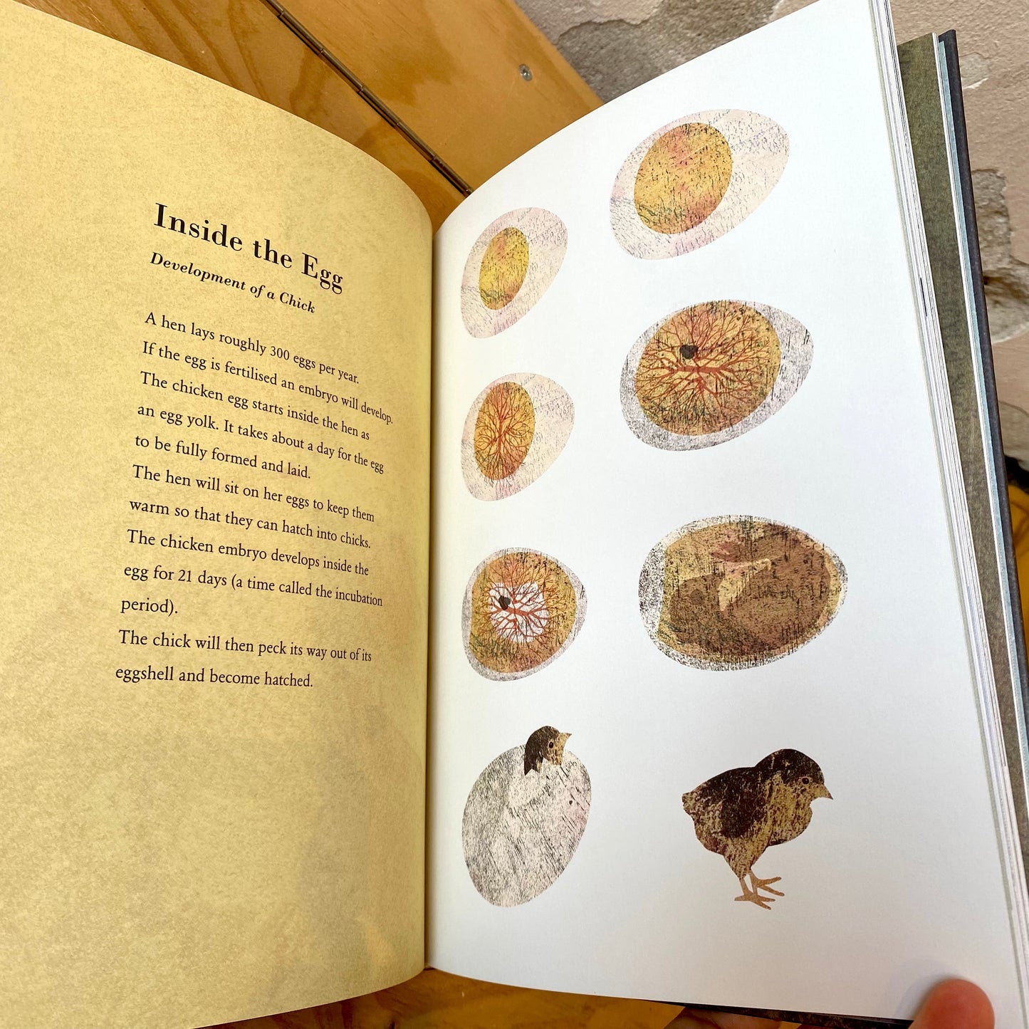 The Egg - Britta Teckentrup