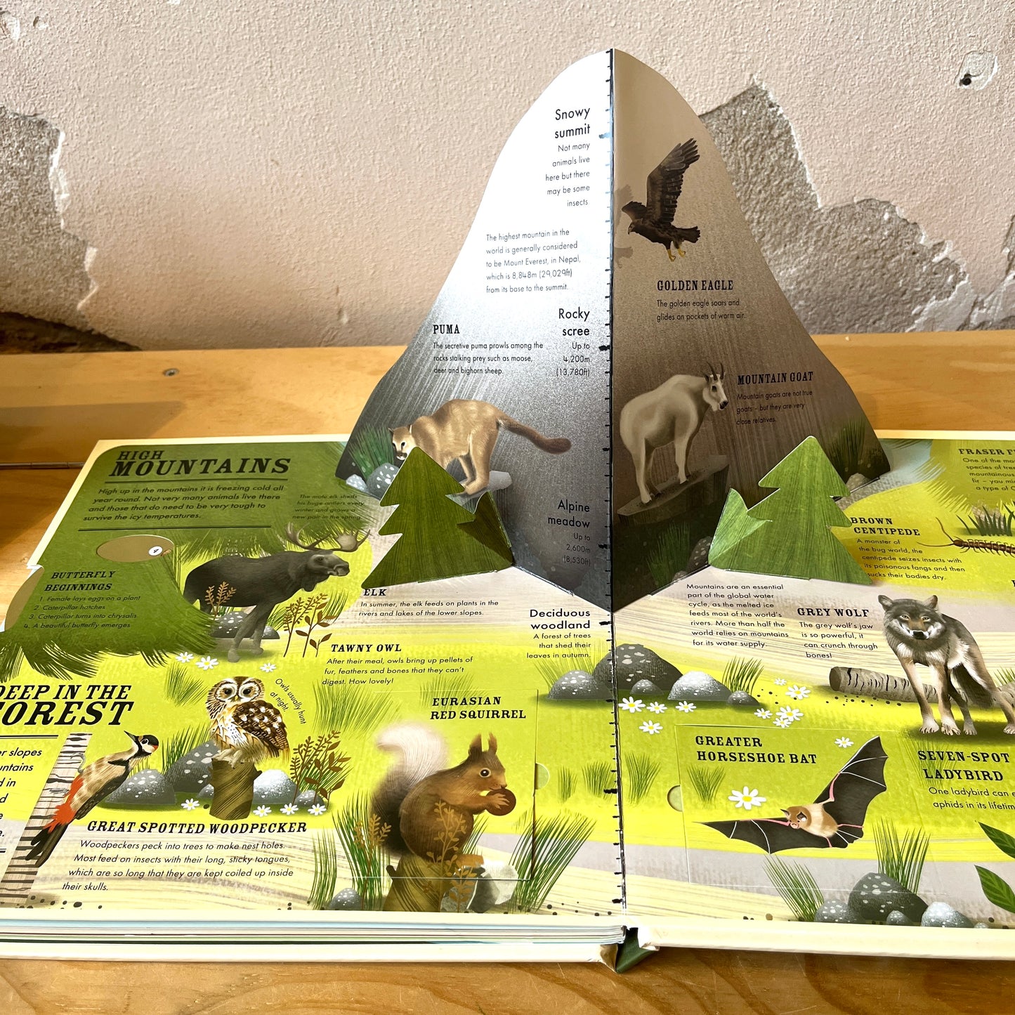 Wilderness: An Interactive Atlas of Animals – Hannah Pang, Jenny Wren