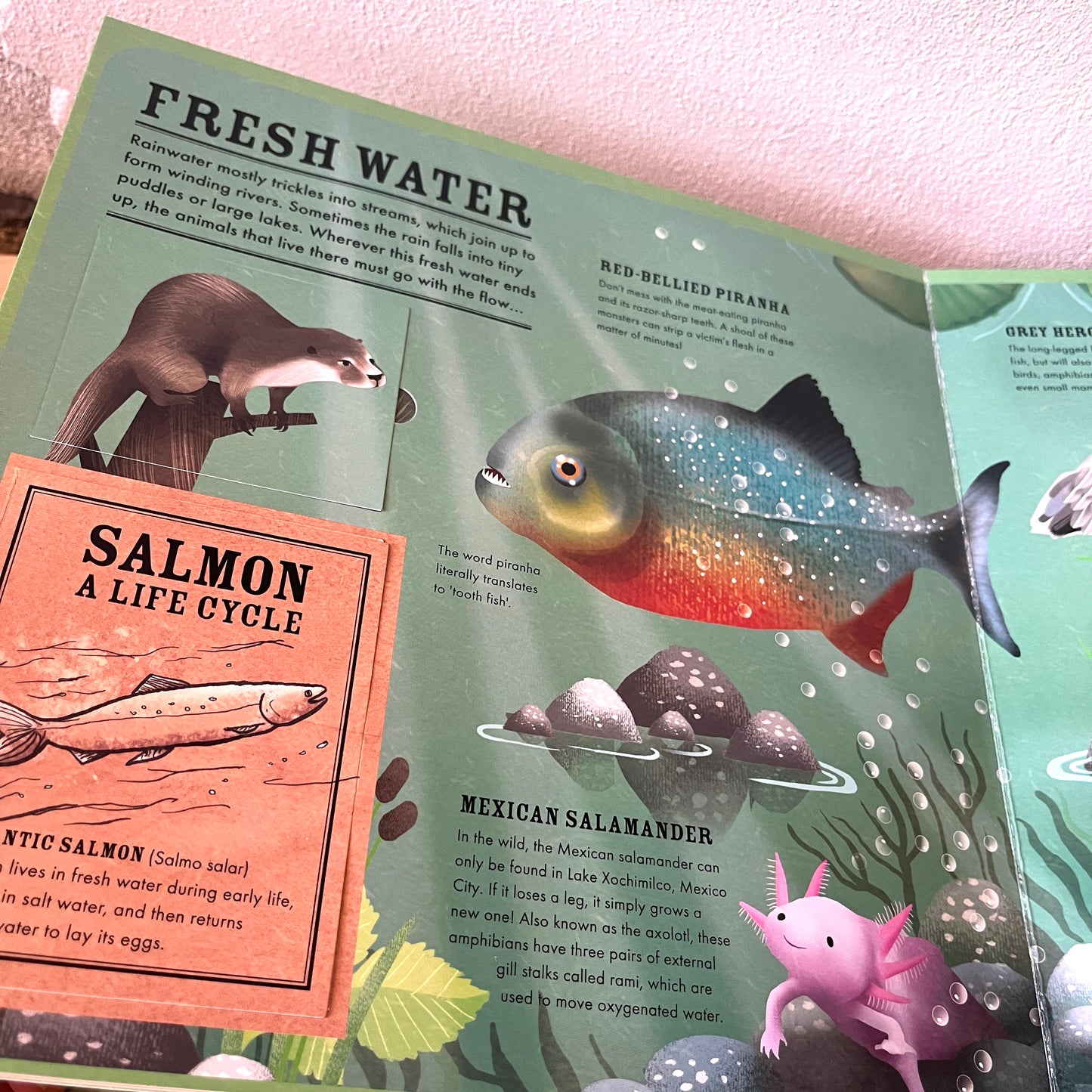 Wilderness: An Interactive Atlas of Animals – Hannah Pang, Jenny Wren