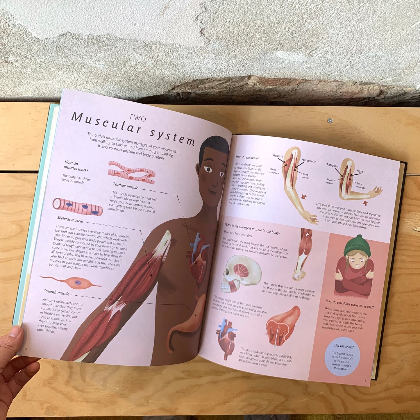 Humanatomy, How the Body Works – Nicola Edwards, George Ermos, Jem Maybank
