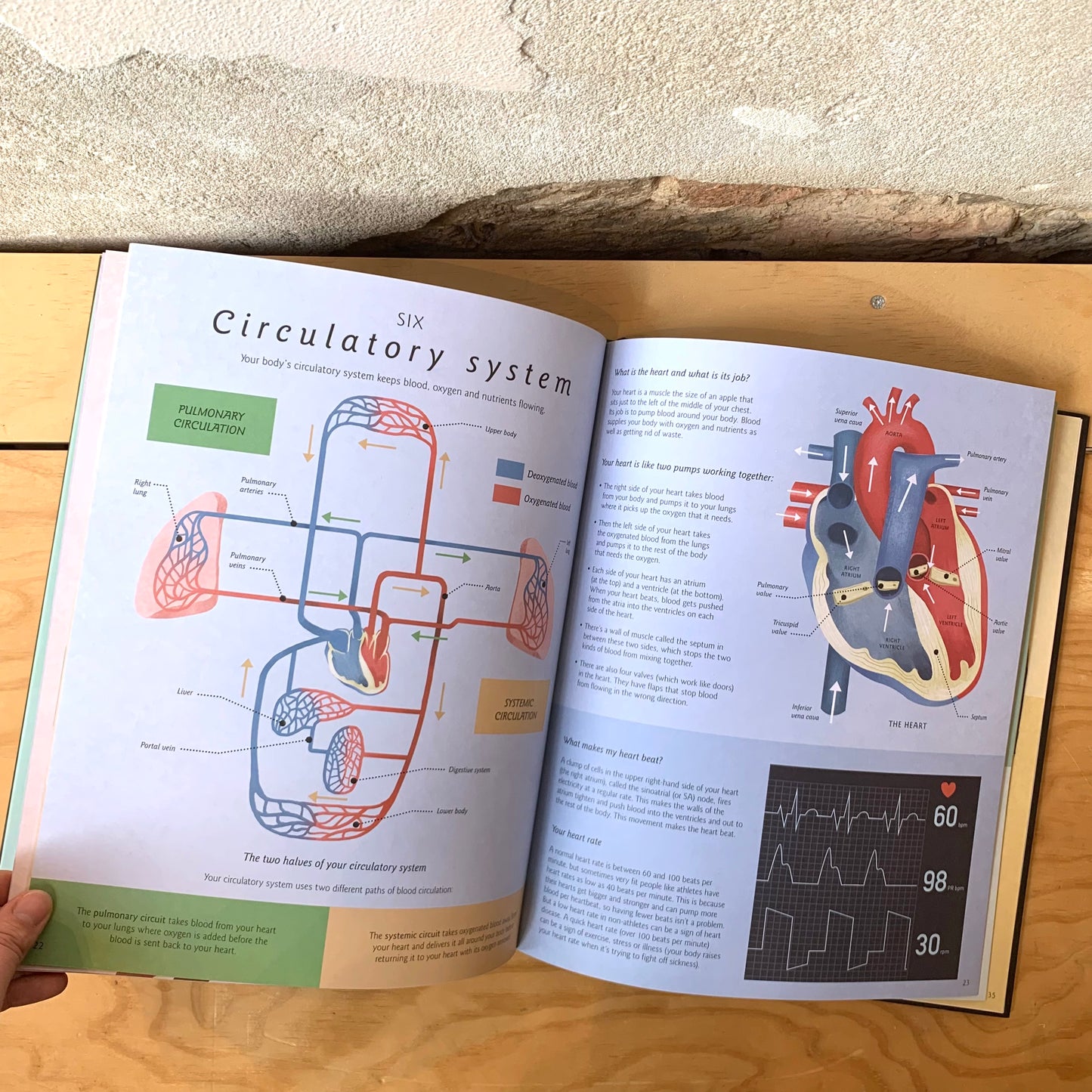 Humanatomy, How the Body Works – Nicola Edwards, George Ermos, Jem Maybank