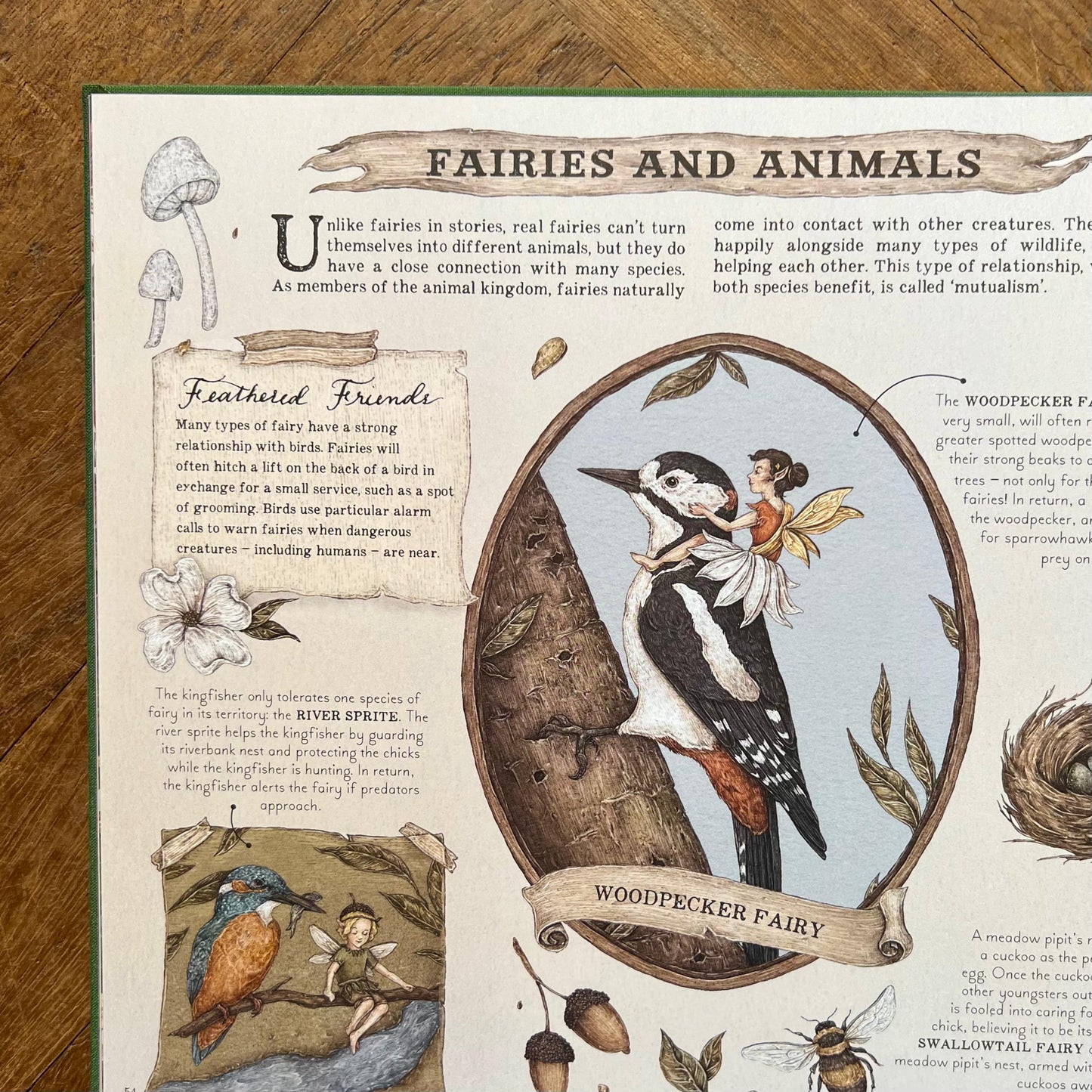 A Natural History of Fairies – Emily Hawkins and Jessica Roux