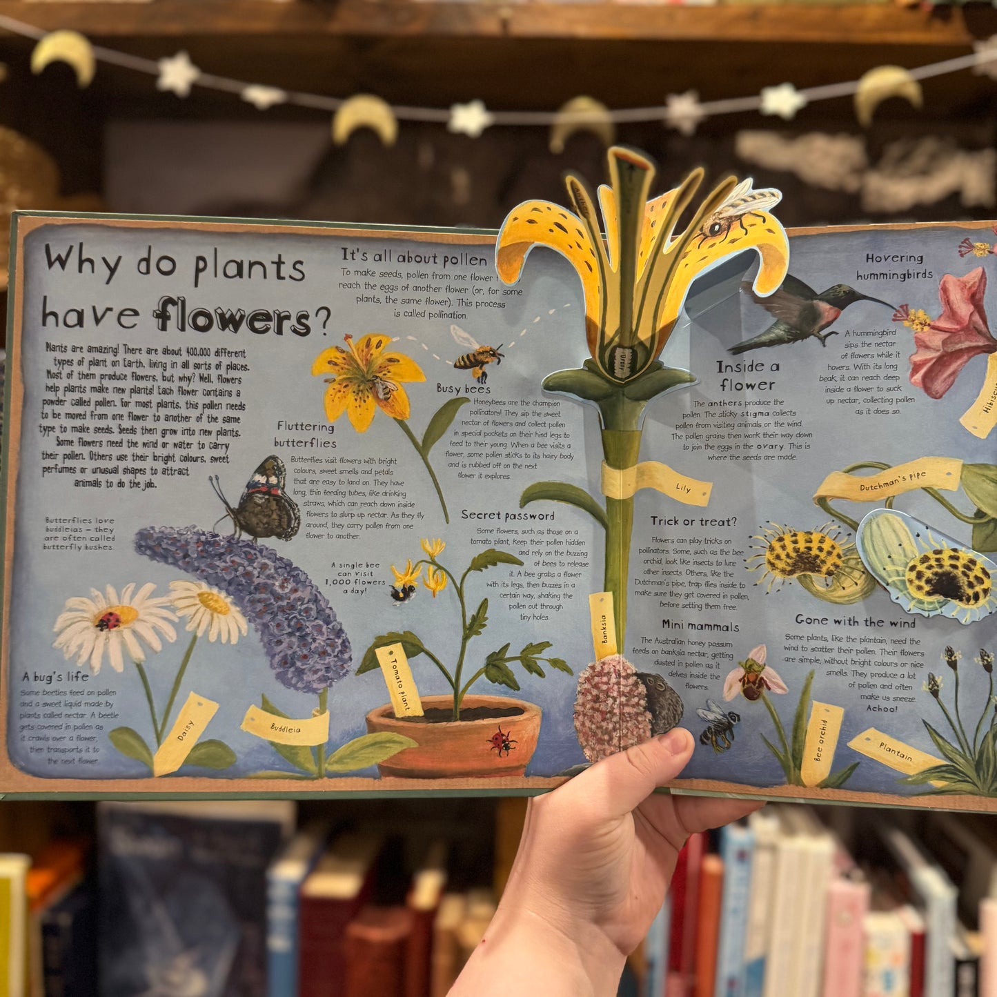 How Plants Work (as seen) – Christiane Dorion and Beverley Young