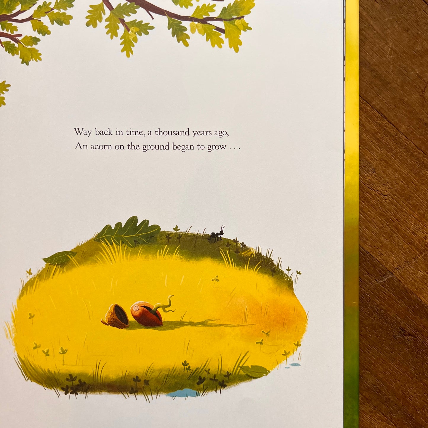 The Oak Tree – Julia Donaldson, Victoria Sandoy