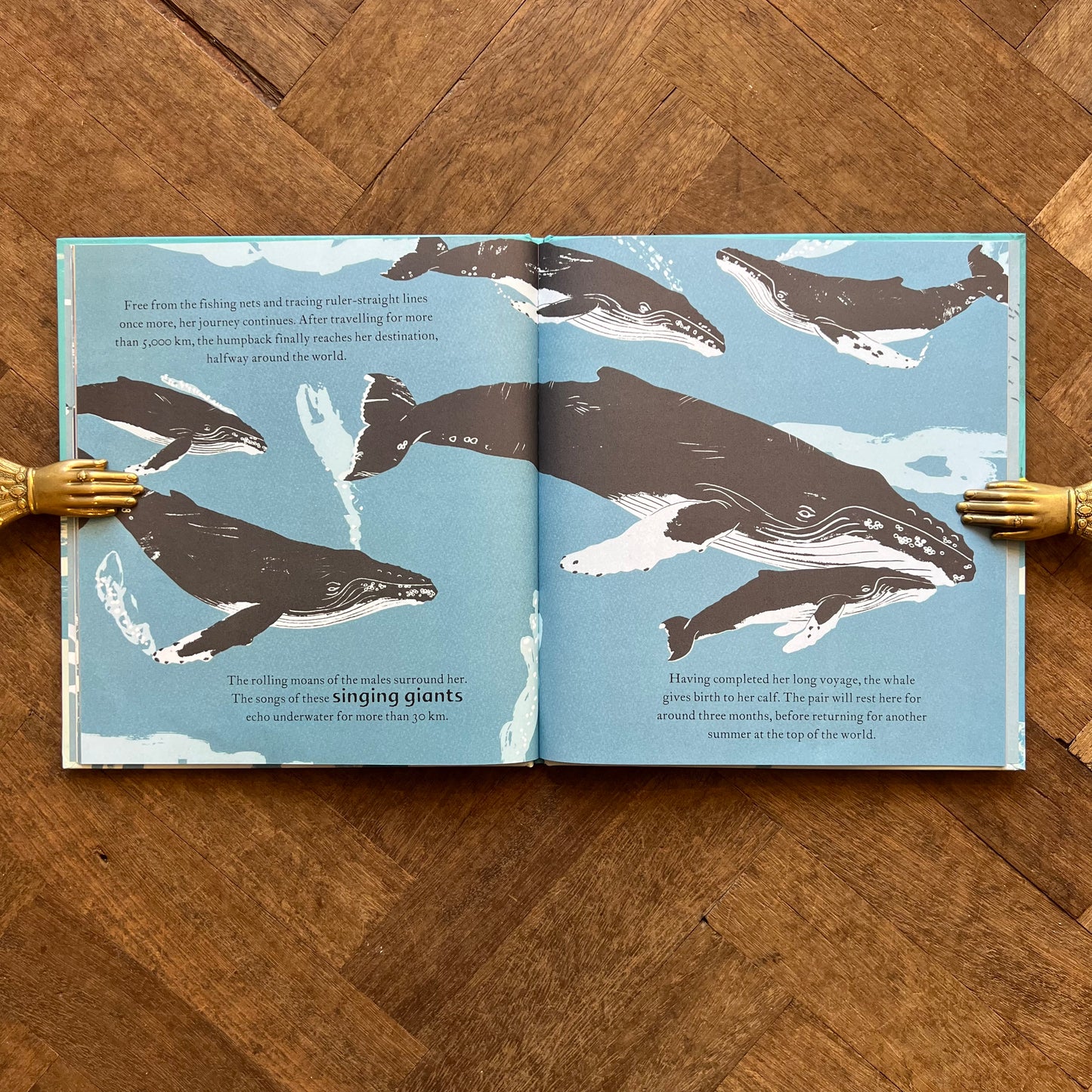 The Sea Swallow and the Humpback Whale (2021 First Edition) – Catherine Barr, Gerry Turley