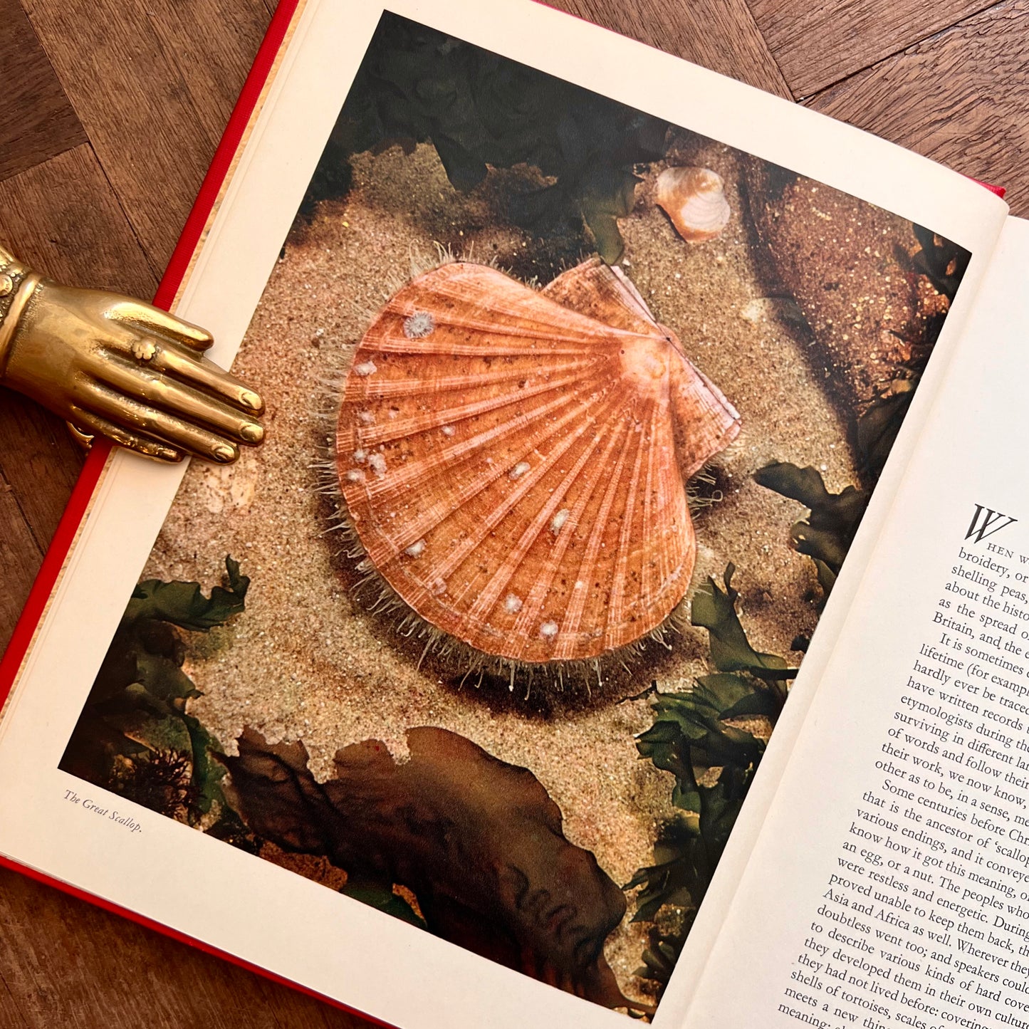 The Scallop: Studies of a Shell and its Influences on Humankind (1957 First Edition) – Ian Cox (ed.)