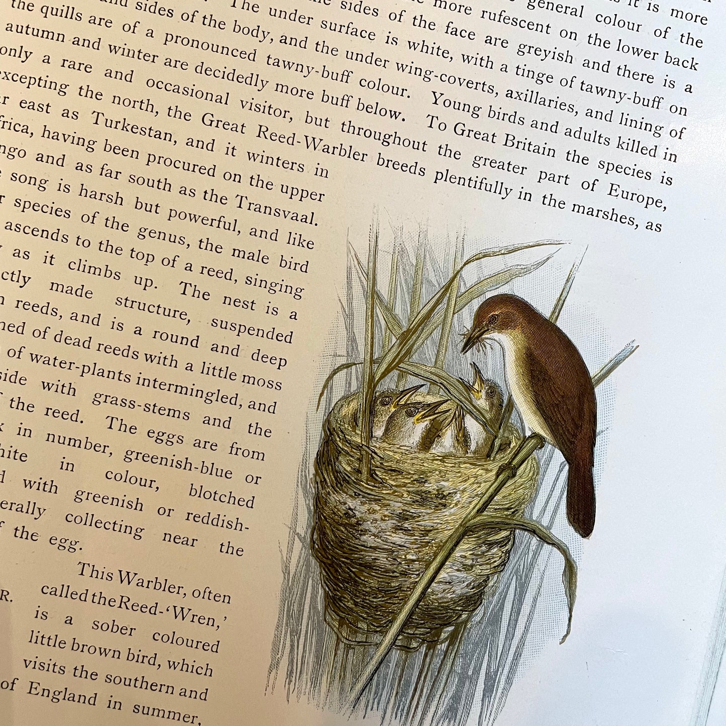 Sketch-Book of British Birds – Richard Bowdler Sharpe, A.F. and C. Lydon