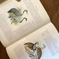 Sketch-Book of British Birds – Richard Bowdler Sharpe, A.F. and C. Lydon