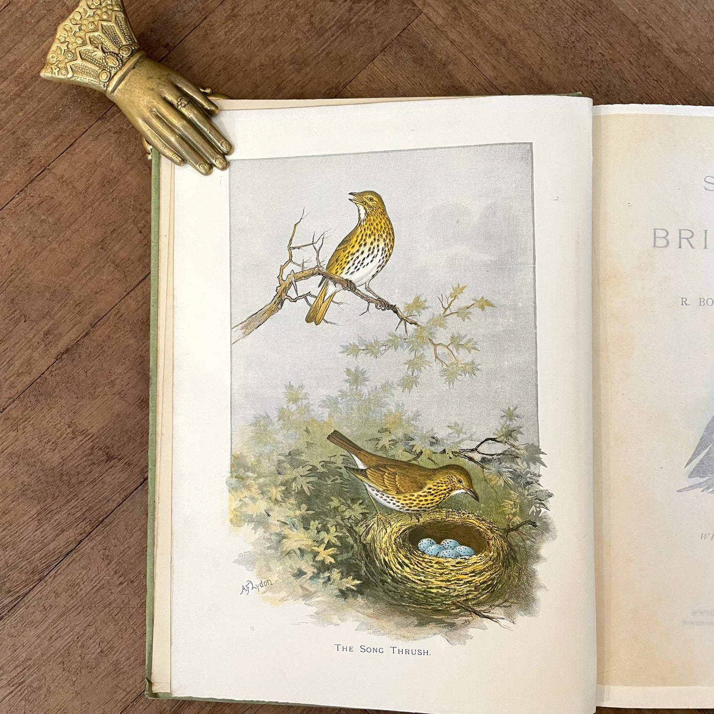 Sketch-Book of British Birds – Richard Bowdler Sharpe, A.F. and C. Lydon