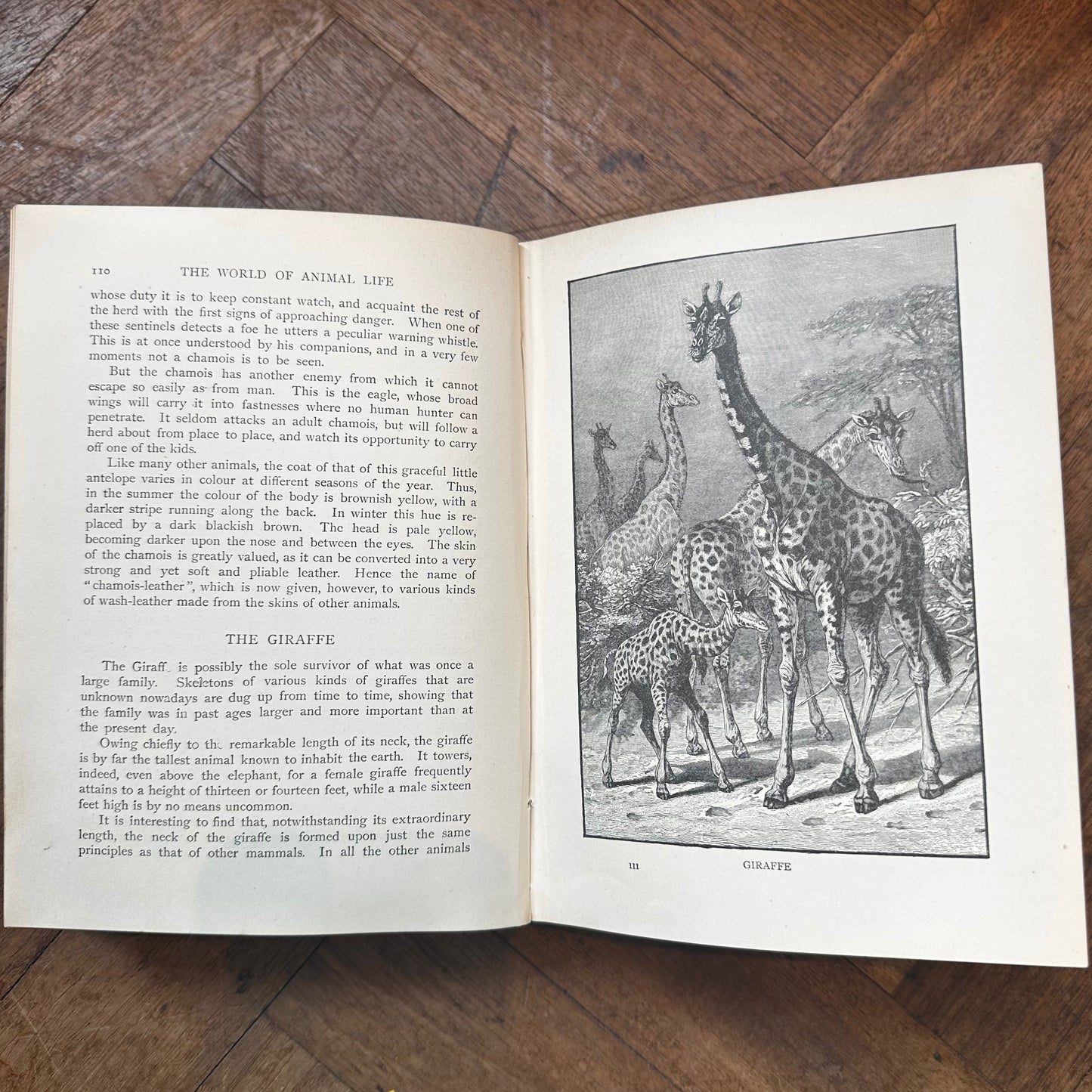The World of Animal Life — edited by Fred Smith
