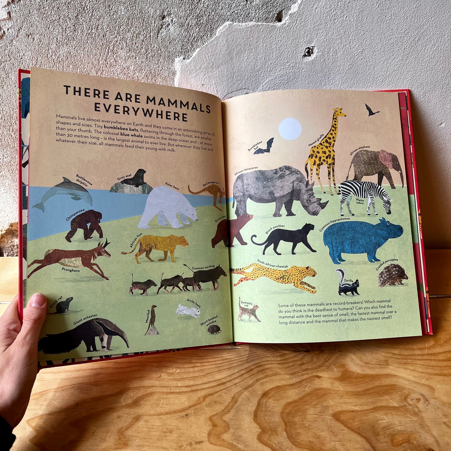 There Are Mammals Everywhere – Camilla De La Bedoyere, Britta Teckentrup