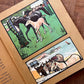 The Animal Why Book (1909) – W. P. Pycraft, Edwin Noble