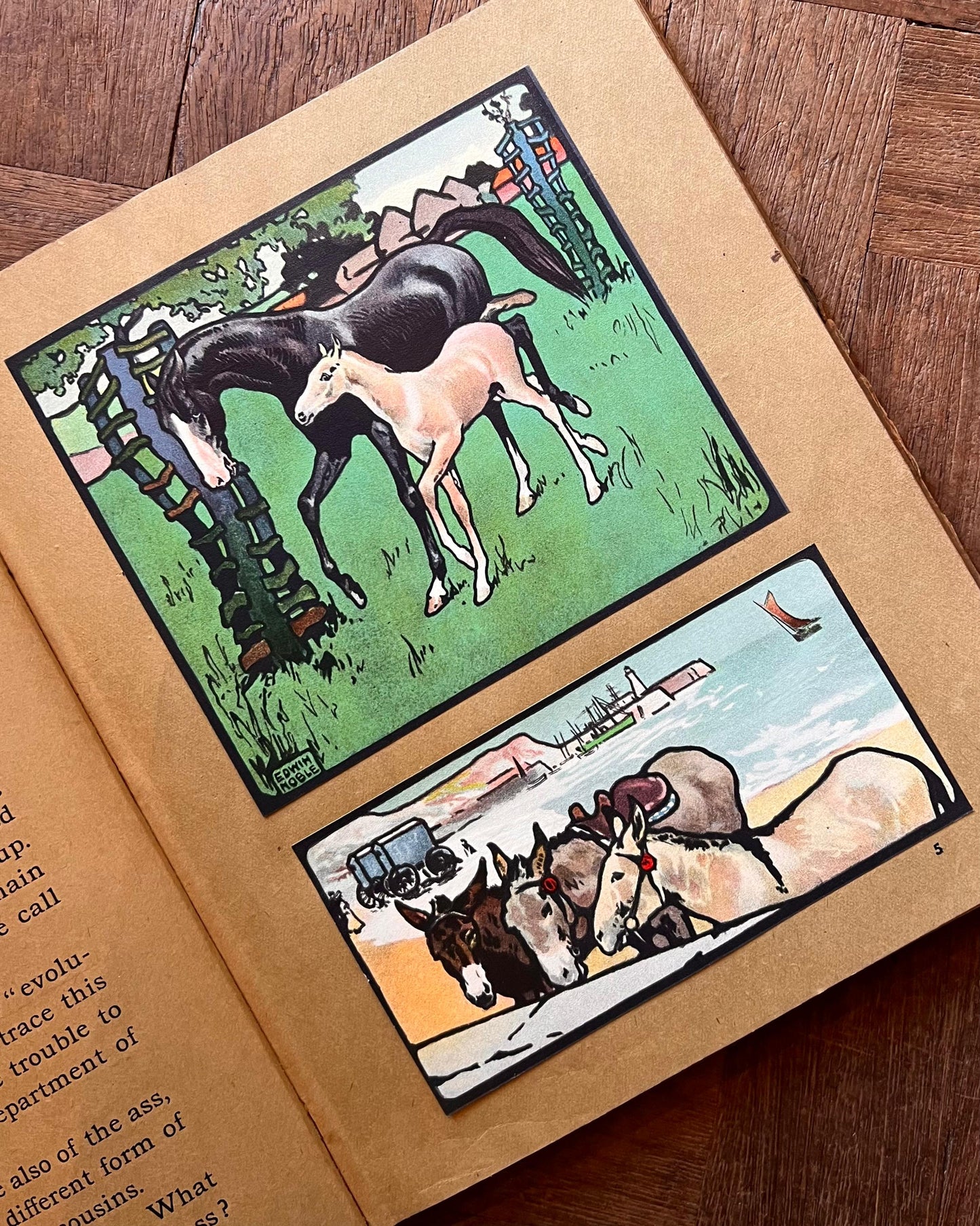 The Animal Why Book (1909) – W. P. Pycraft, Edwin Noble