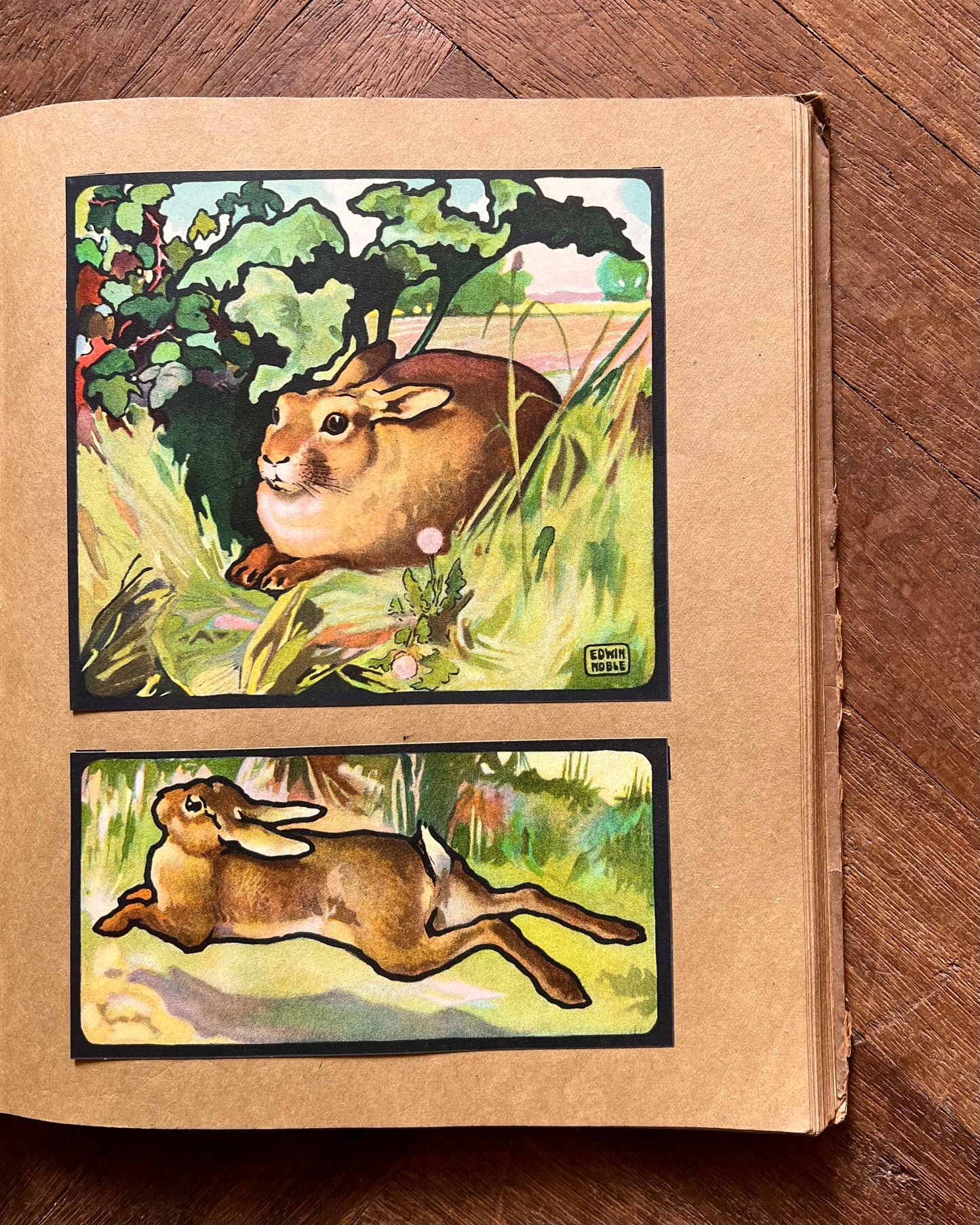 The Animal Why Book (1909) – W. P. Pycraft, Edwin Noble