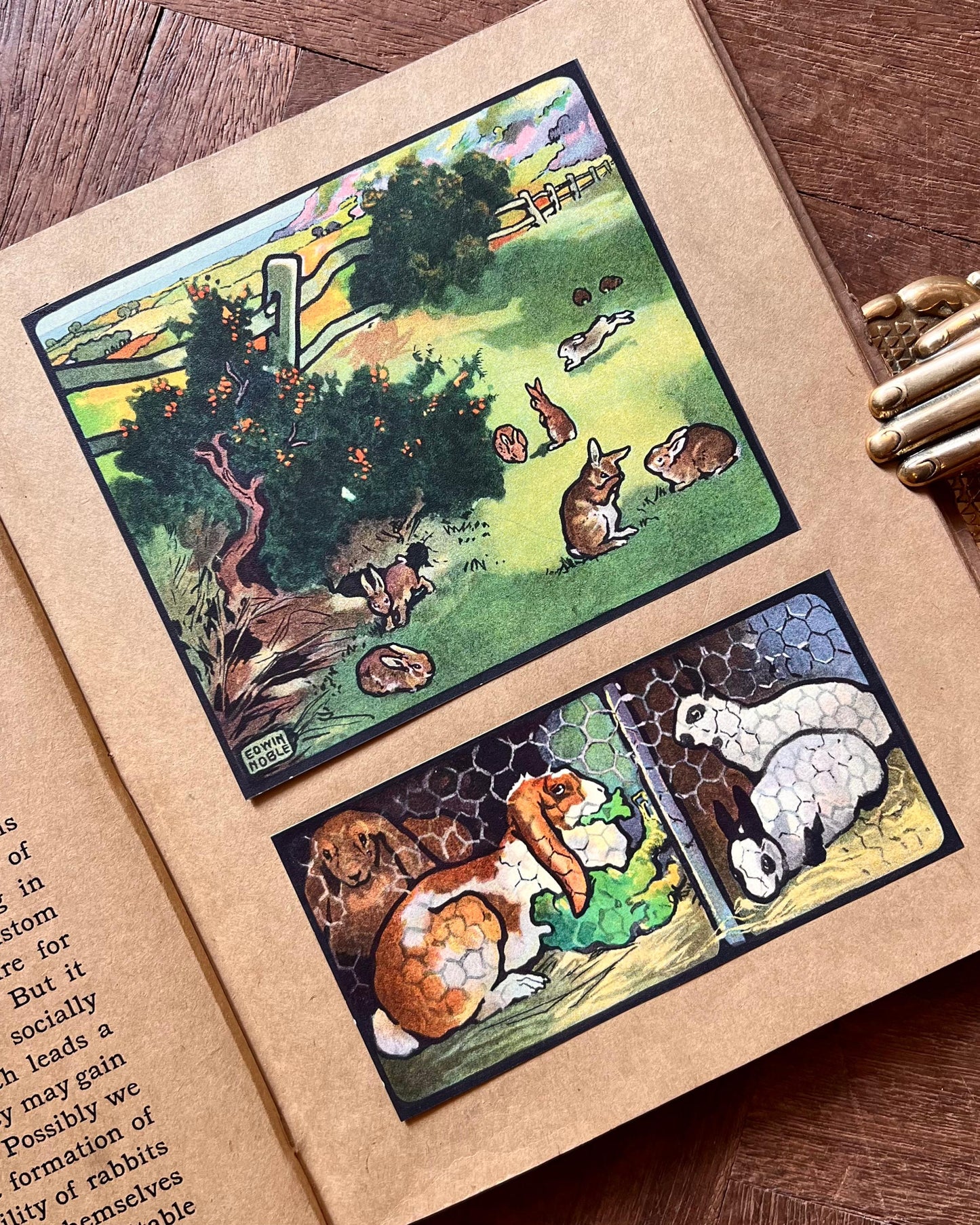 The Animal Why Book (1909) – W. P. Pycraft, Edwin Noble