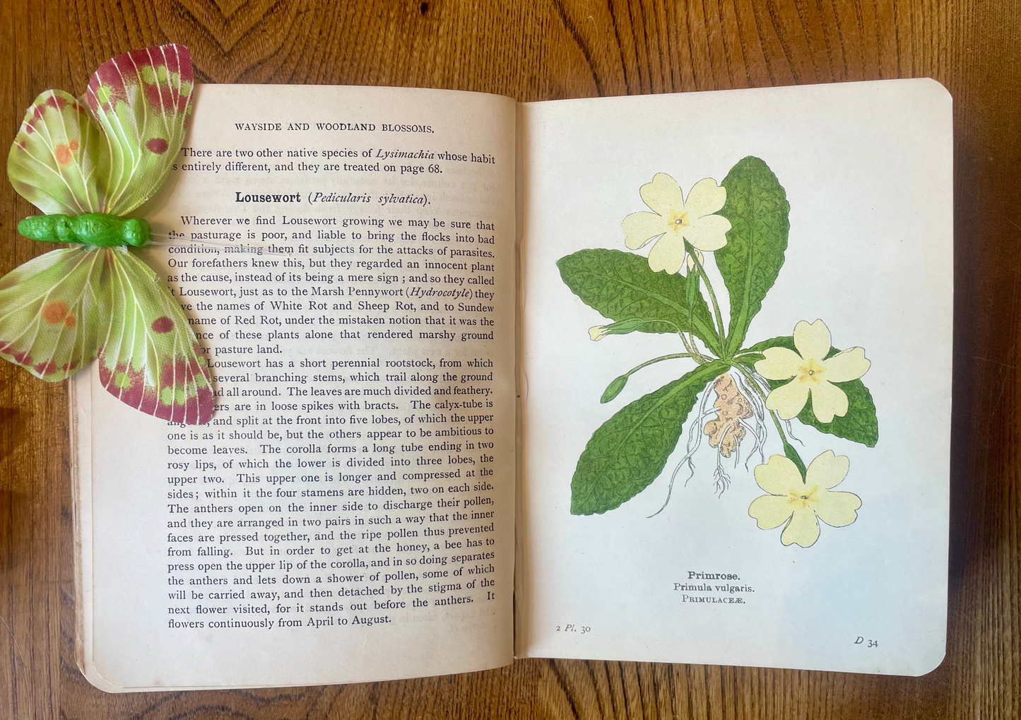 Wayside and Woodland Blossoms: A Pocket Guide to British Wild - Flowers – Edward Step