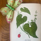 Wayside and Woodland Blossoms: A Pocket Guide to British Wild - Flowers – Edward Step