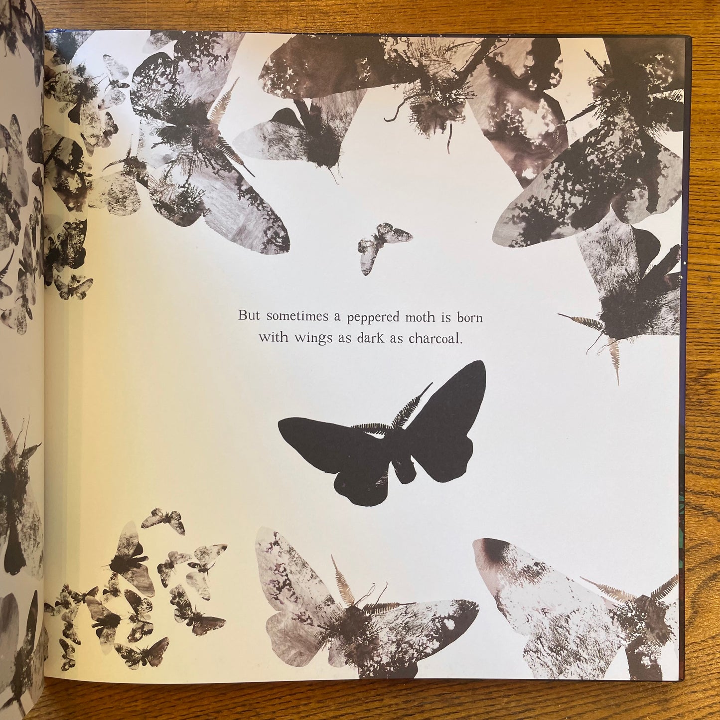 Moth An Evolution Story (Hardcover) – Isabel Thomas and Daniel Egnéus