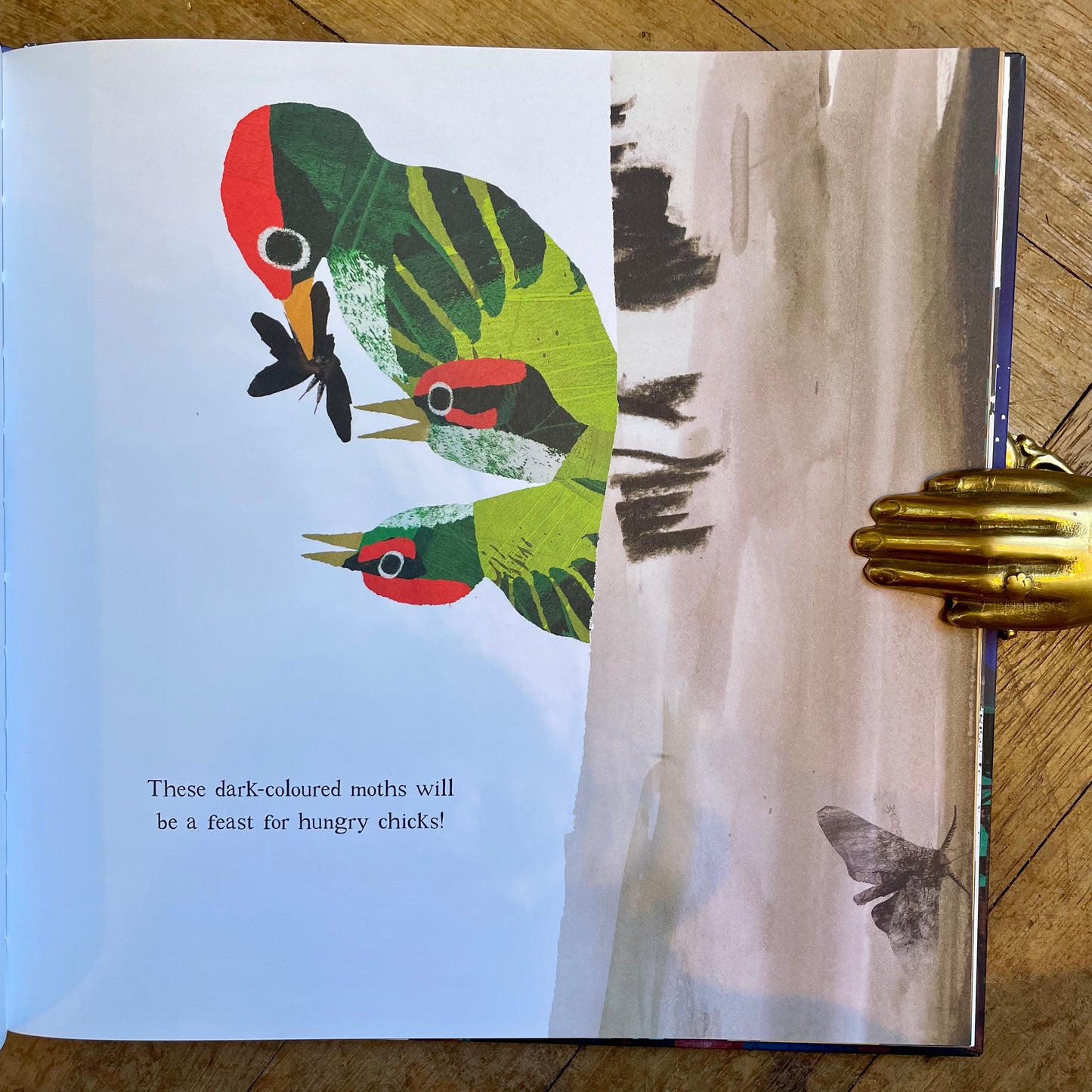 Moth An Evolution Story (Hardcover) – Isabel Thomas and Daniel Egnéus